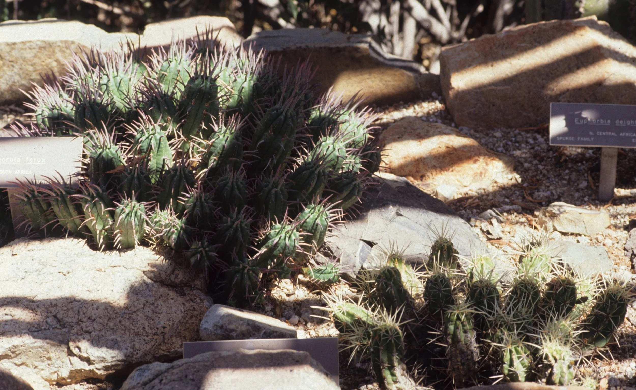 ARIZONA - DESERT MUSEUM - COEVOLUTION CACTUS WITH EUPHORBS B.jpg