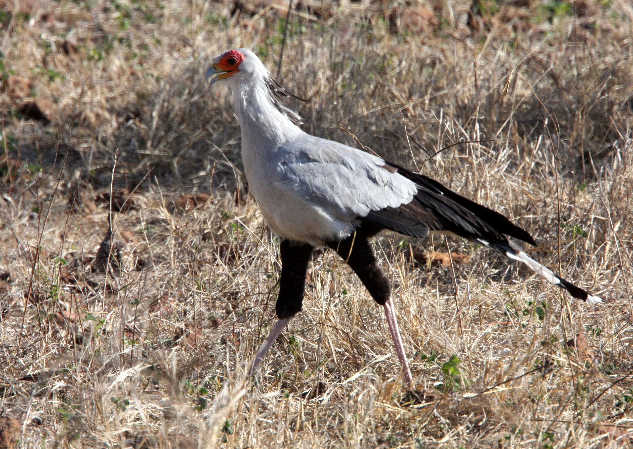 BIRD - SECRETARY BIRD - CHOBE NATIONAL PARK BOTSWANA (5).JPG