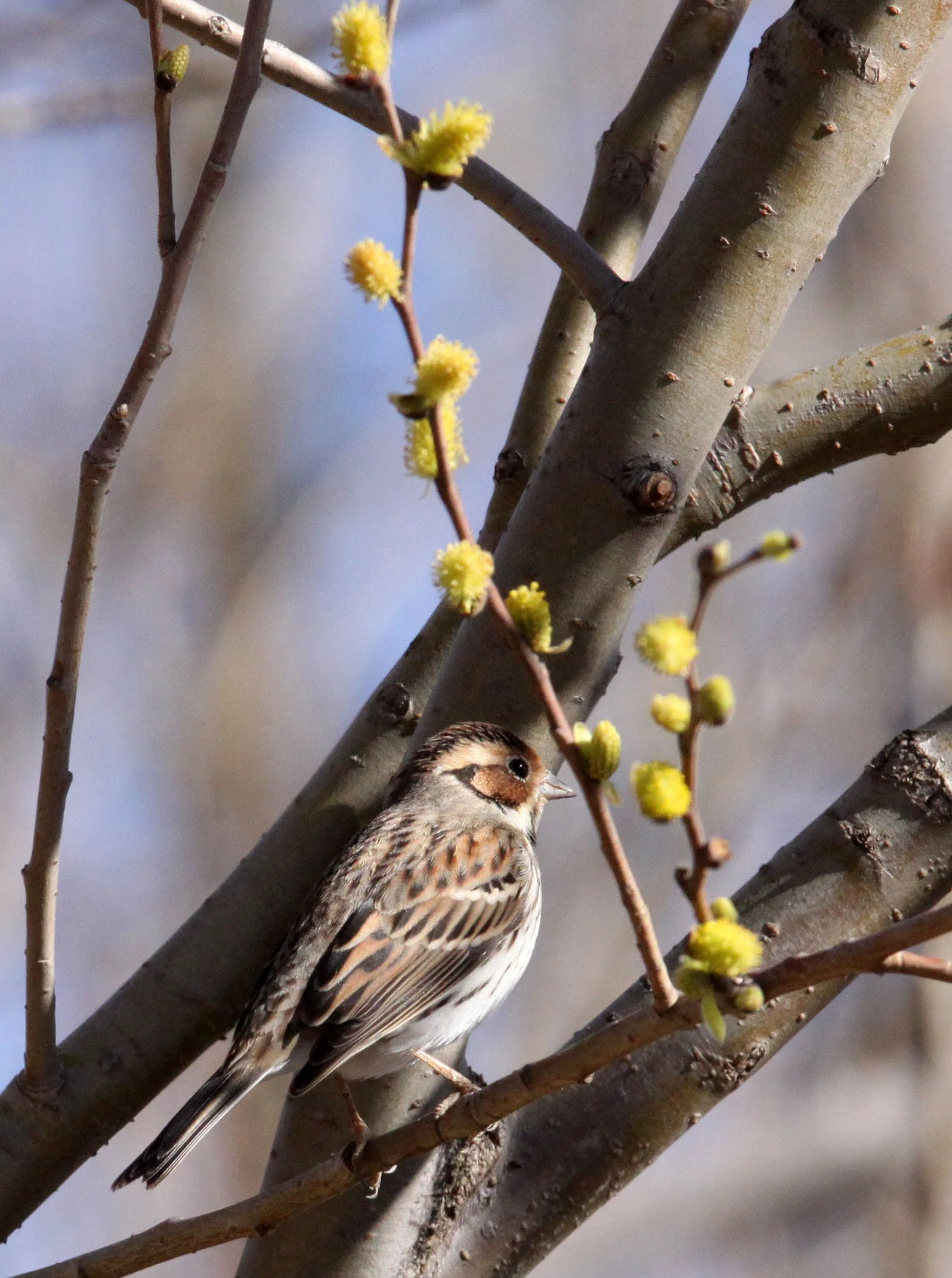 Little Bunting (Emberiza pusilla) Cao Hai Wetlands Yunnan China (6).JPG