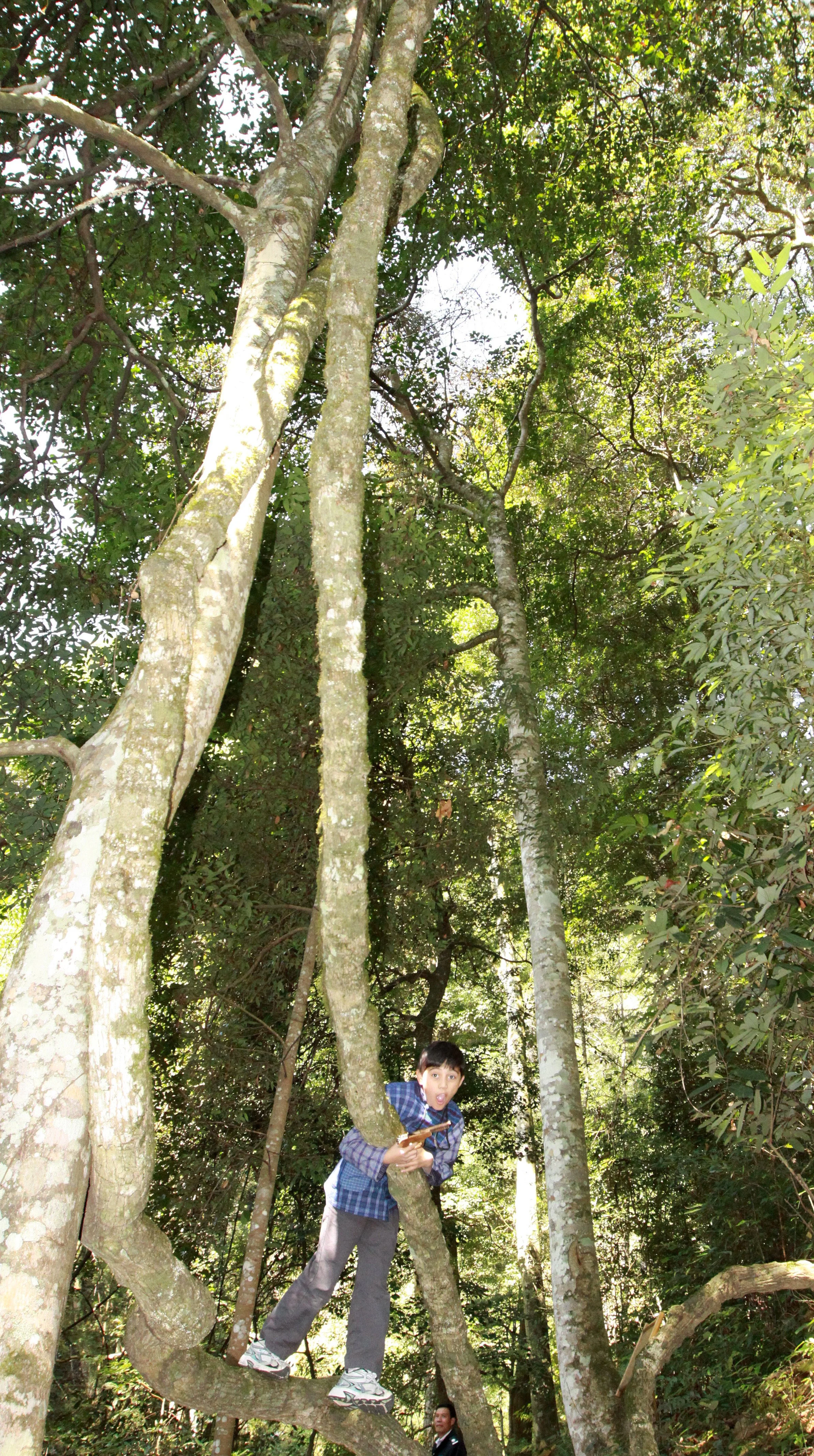 CHINESE YEW RESERVE - FUJIAN CHINA (16).JPG