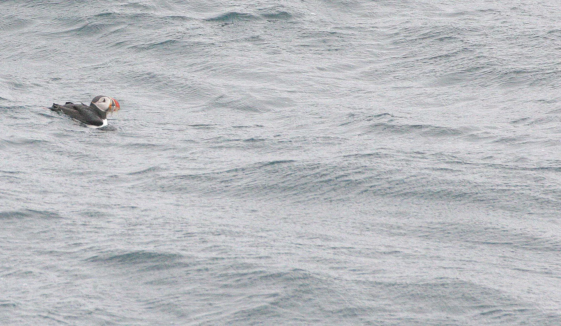 Fratercula arctica - ATLANTIC PUFFIN - SVALBARD (15).jpg