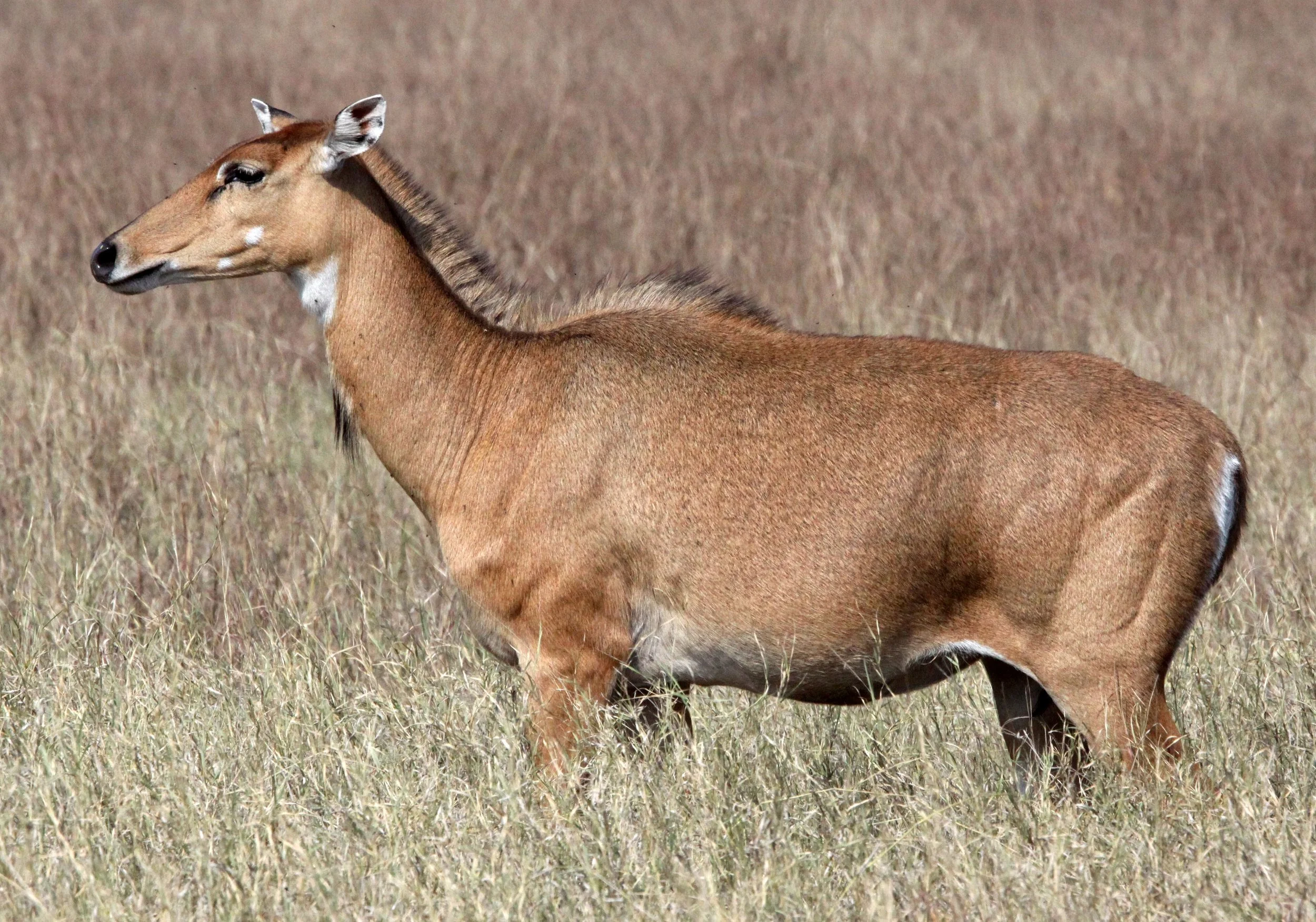 NILGAI - Boselaphus tragocamelus - LITTLE RANN OF KUTCH GUJARAT INDIA (5).JPG