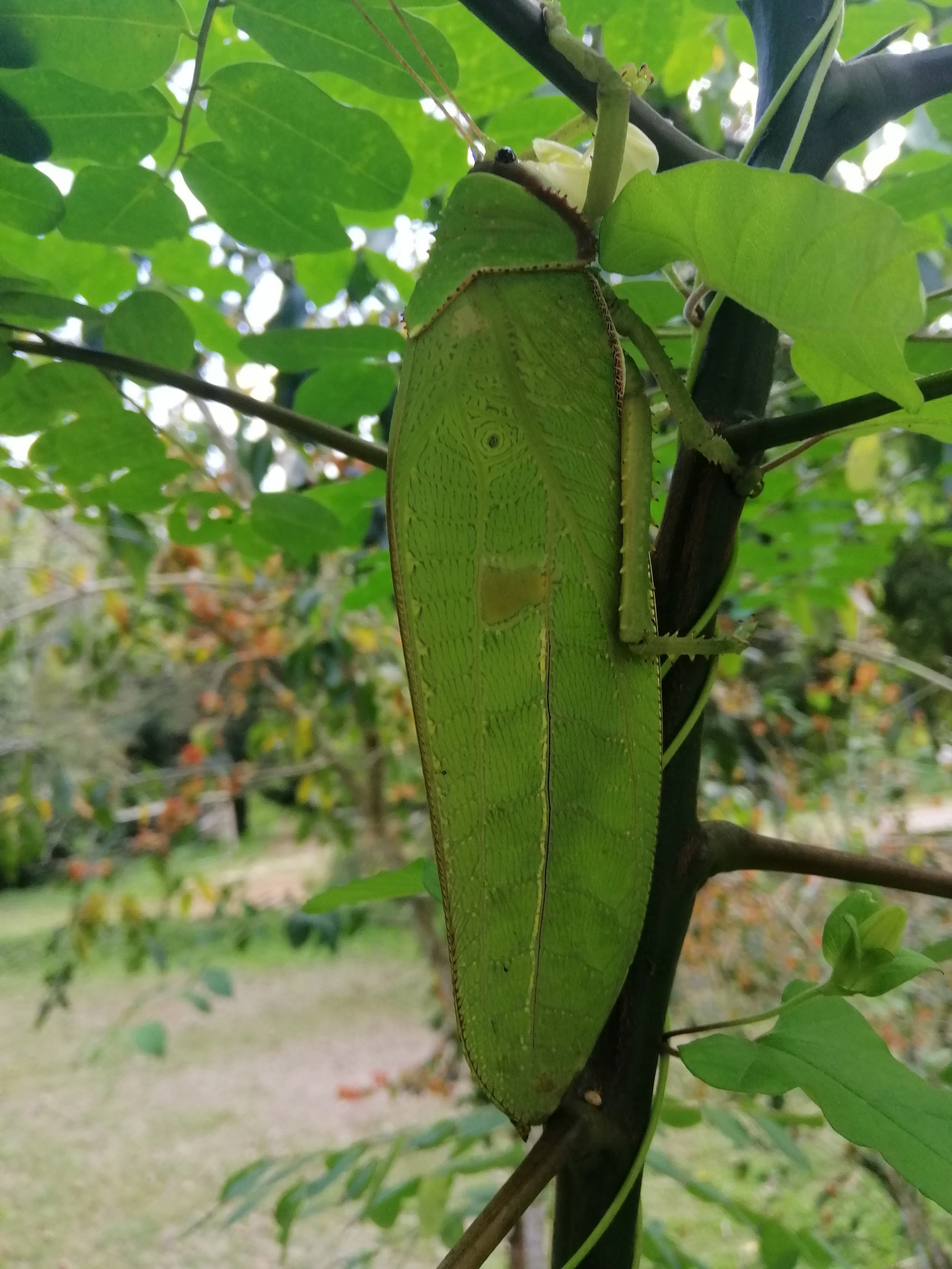 Leaf-mimic katydid, likely from the subfamily Pseudophyllinae. 