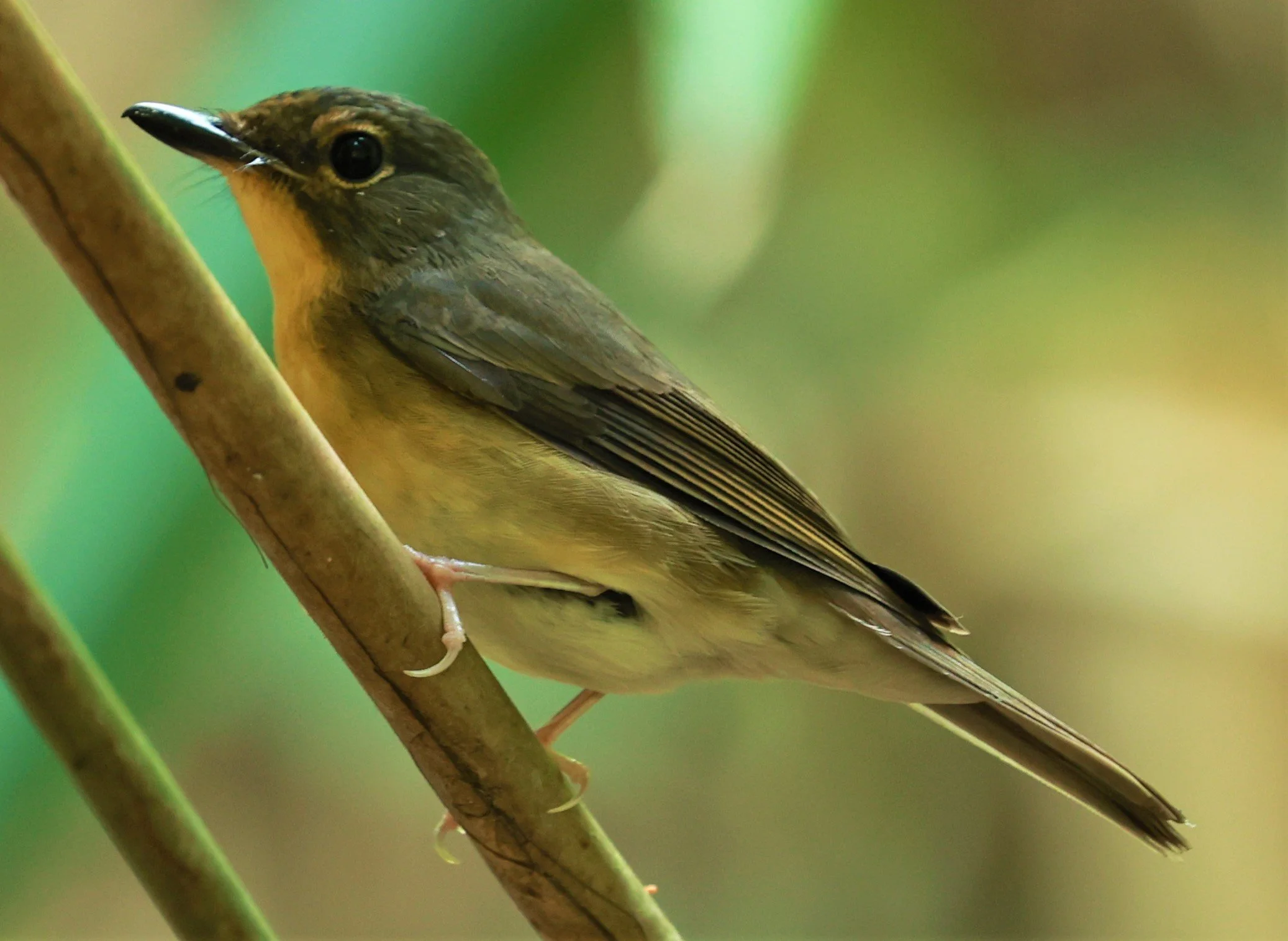 FLYCATCHER - LARGE BLUE FLYCATCHER - Cyornis magnirostris - Si Phang Nga National Park, Thailand Feb 18-19, 2023 (105).jpg