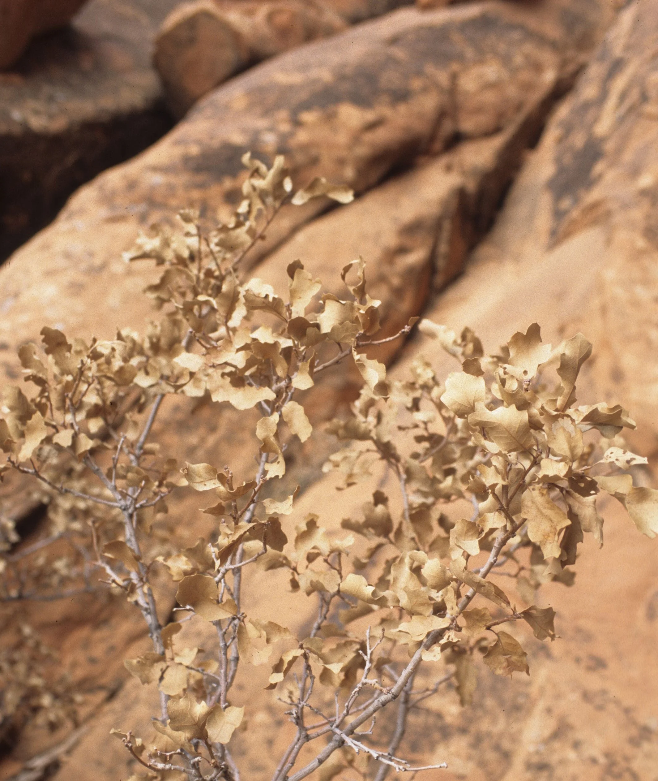 ARIZONA - GRAND CANYON - SOUTH RIM VIEW - QUERCUS GAMBLEI - GAMBLE OAK.jpg