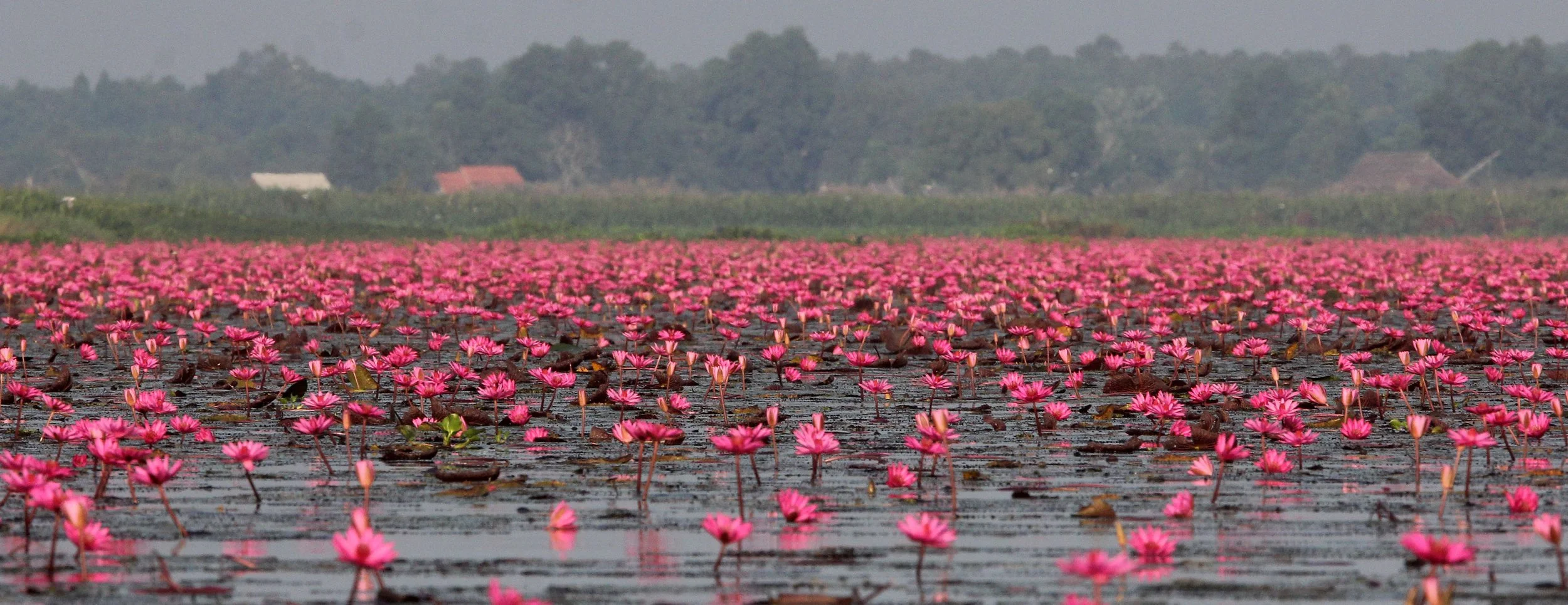 2018 Thale Noi Bird Sanctuary Patthalung (48).JPG