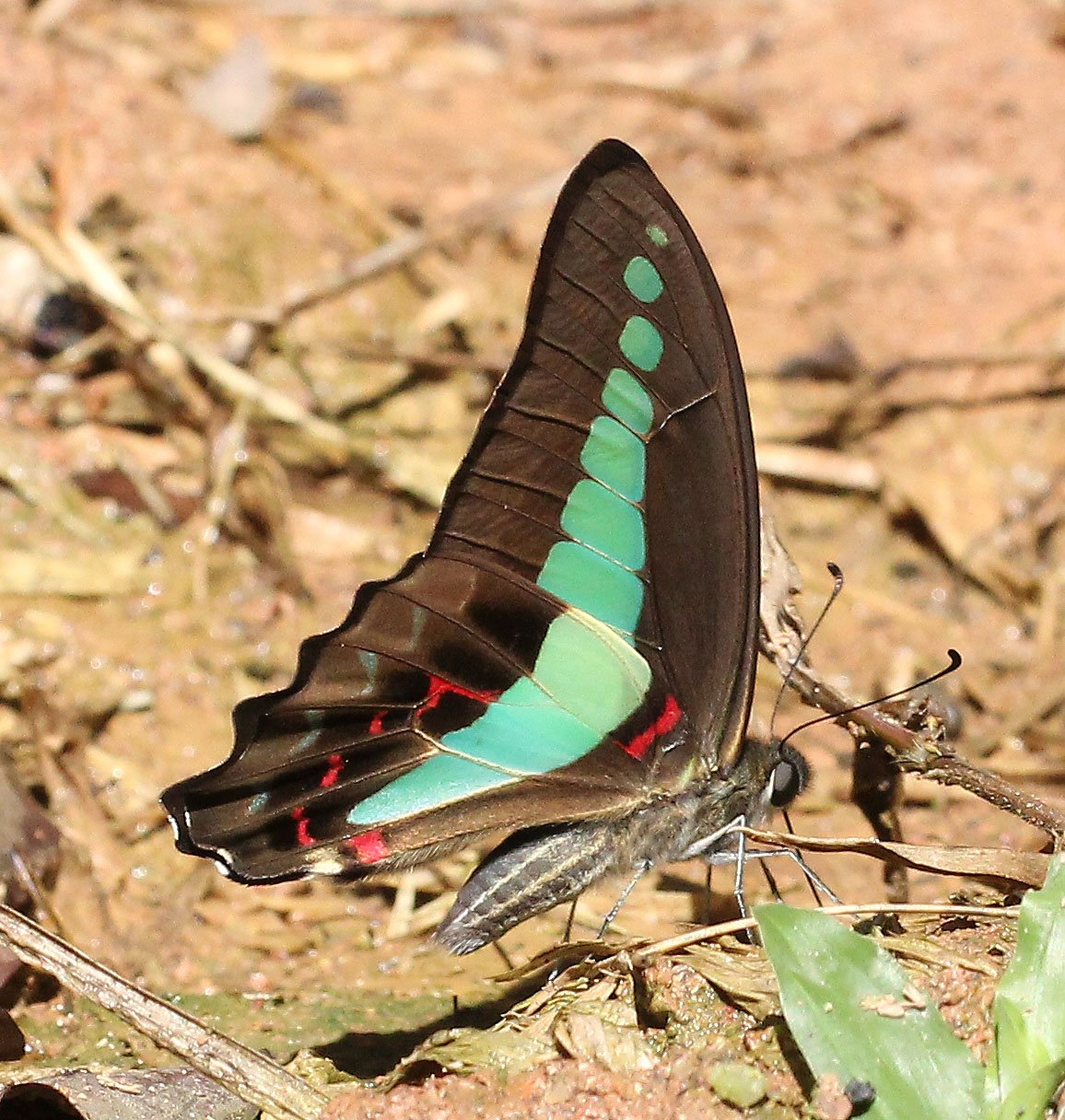 Papilionidae - Graphium sarpedon - Khao Yai National Park