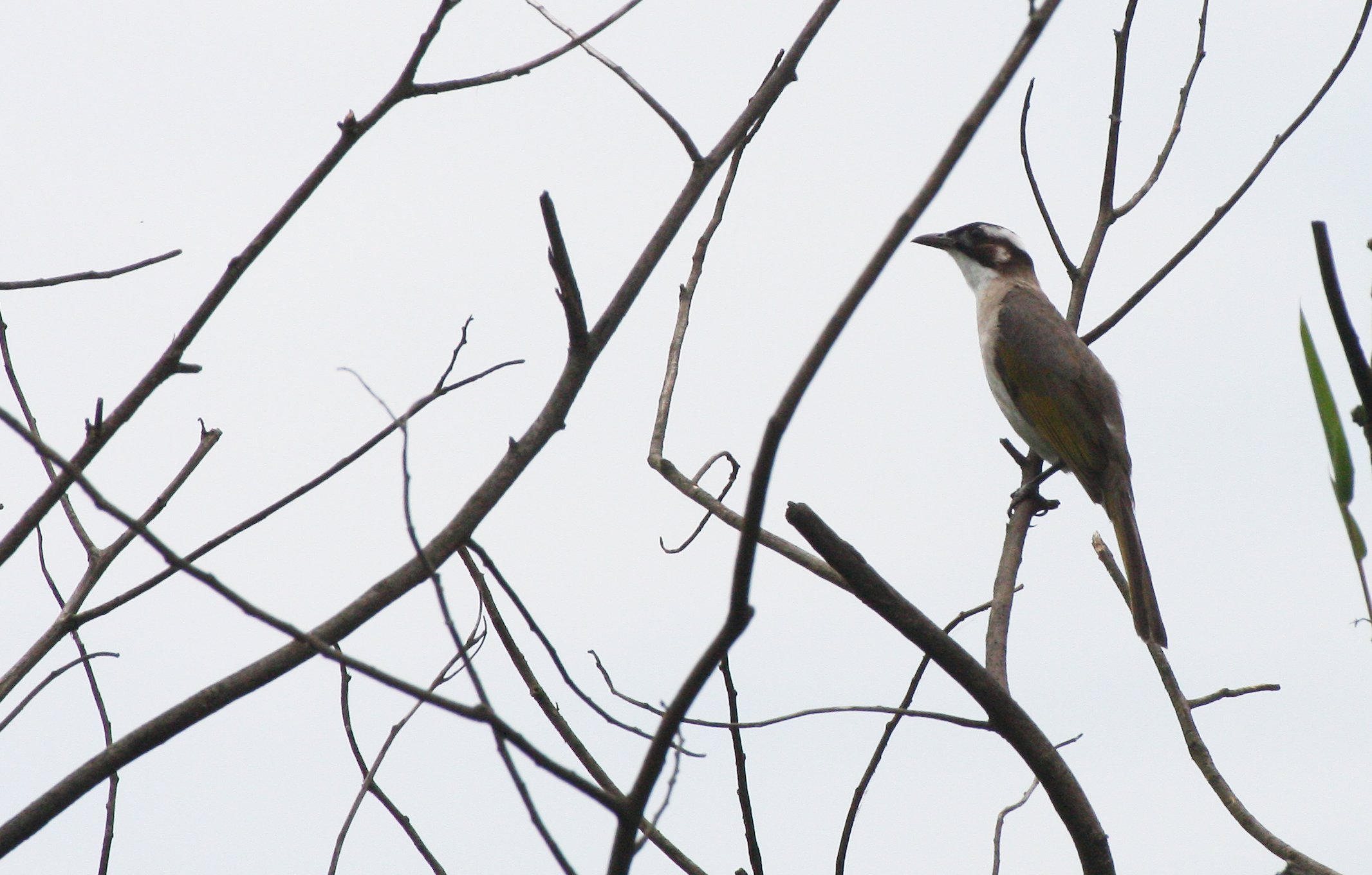 Styan's Bulbul (Pycnonotus taivanus) Taipei China (8).JPG