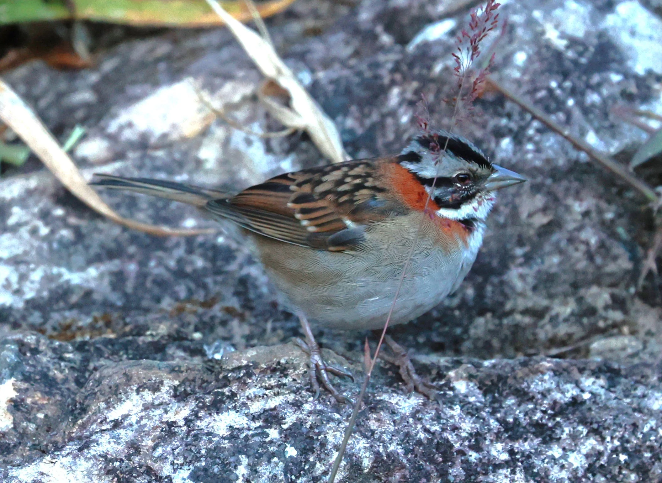Rufous-collared Sparrow (Zonotrichia capensis) Caraca Seminary, Minas Gerais (1).JPG