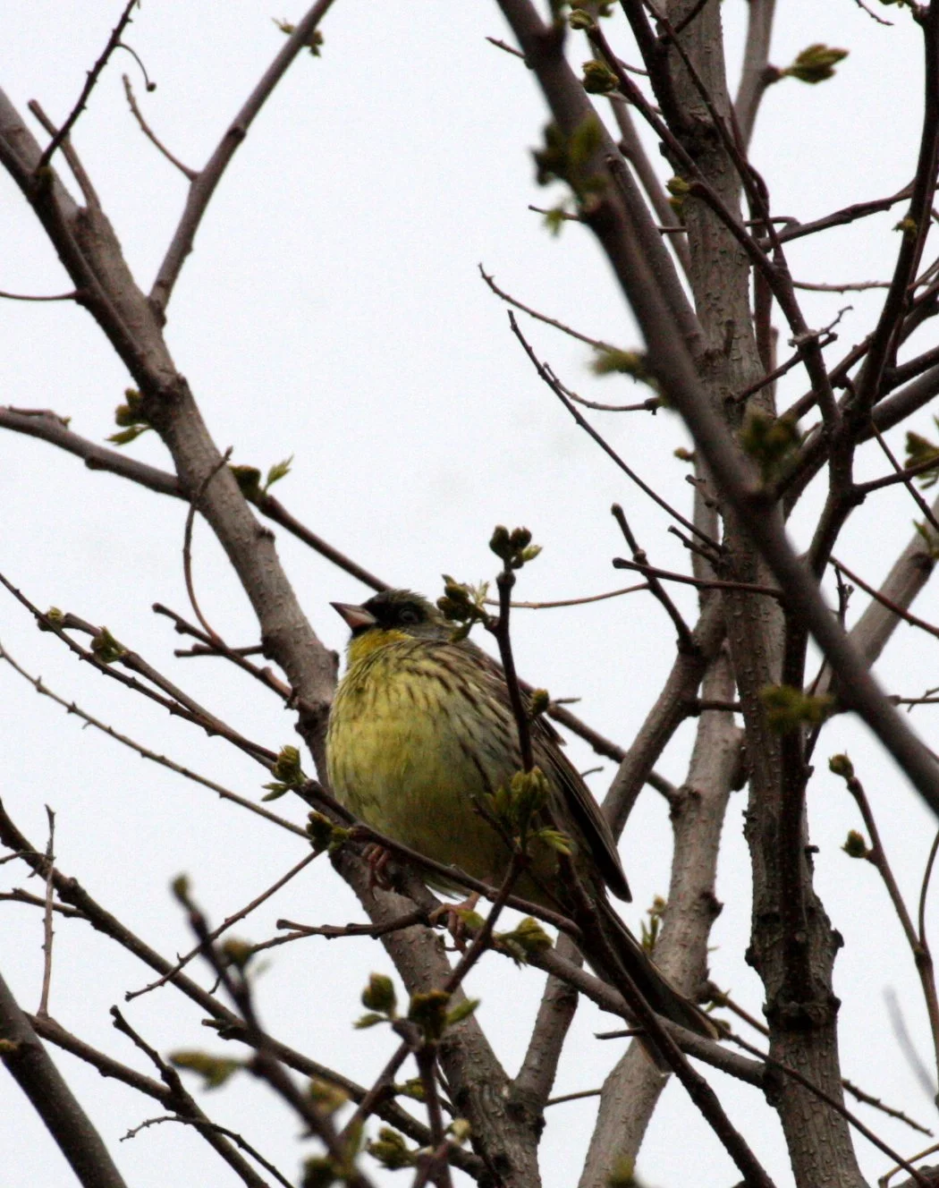 Eurasian Siskin (Spinus spinus) Shimokita Peninsula, Kawauchi Japan (4).JPG