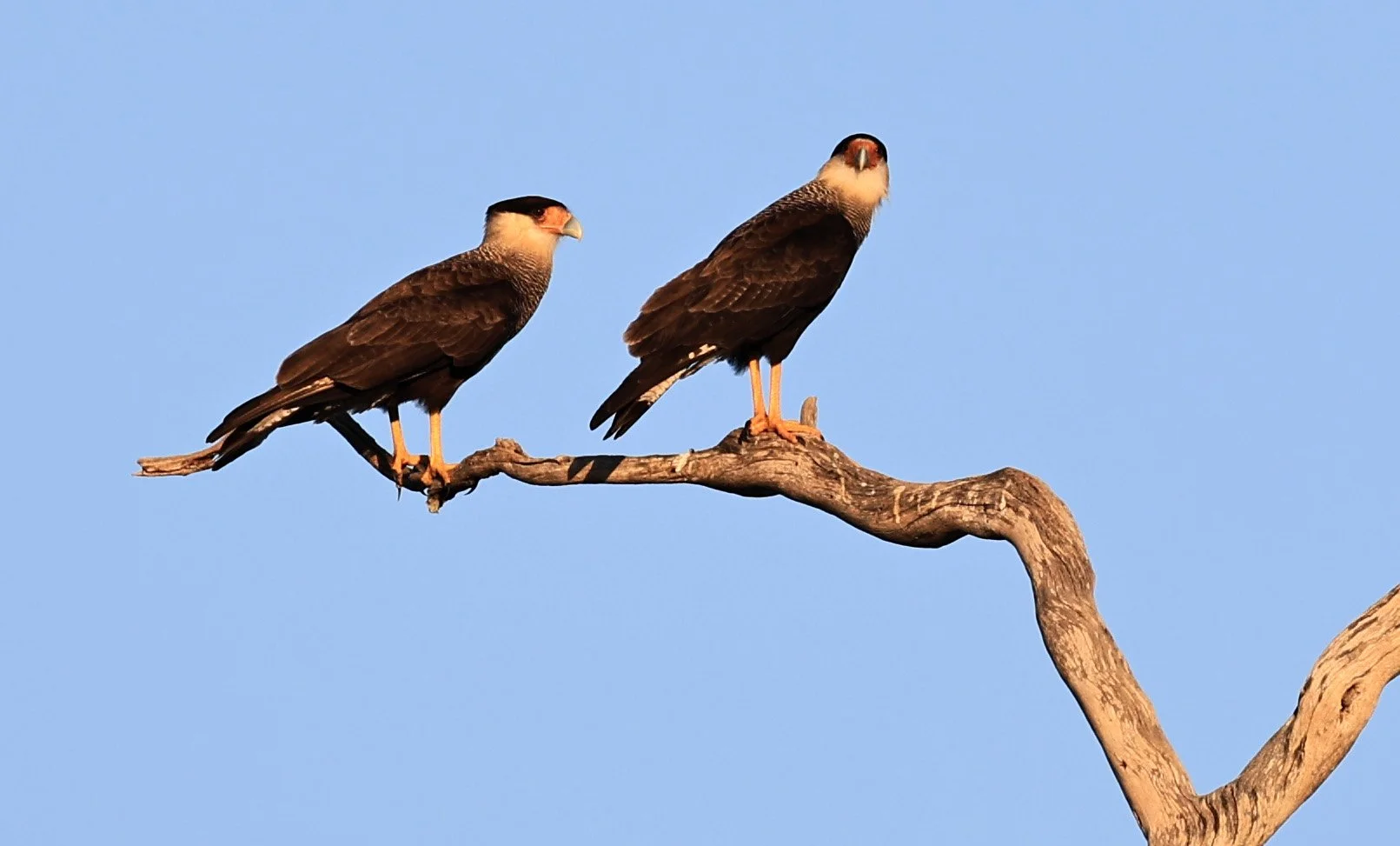 Crested Caracara (Caracara plancus) Agua Dulce Paraguay  (4).jpg