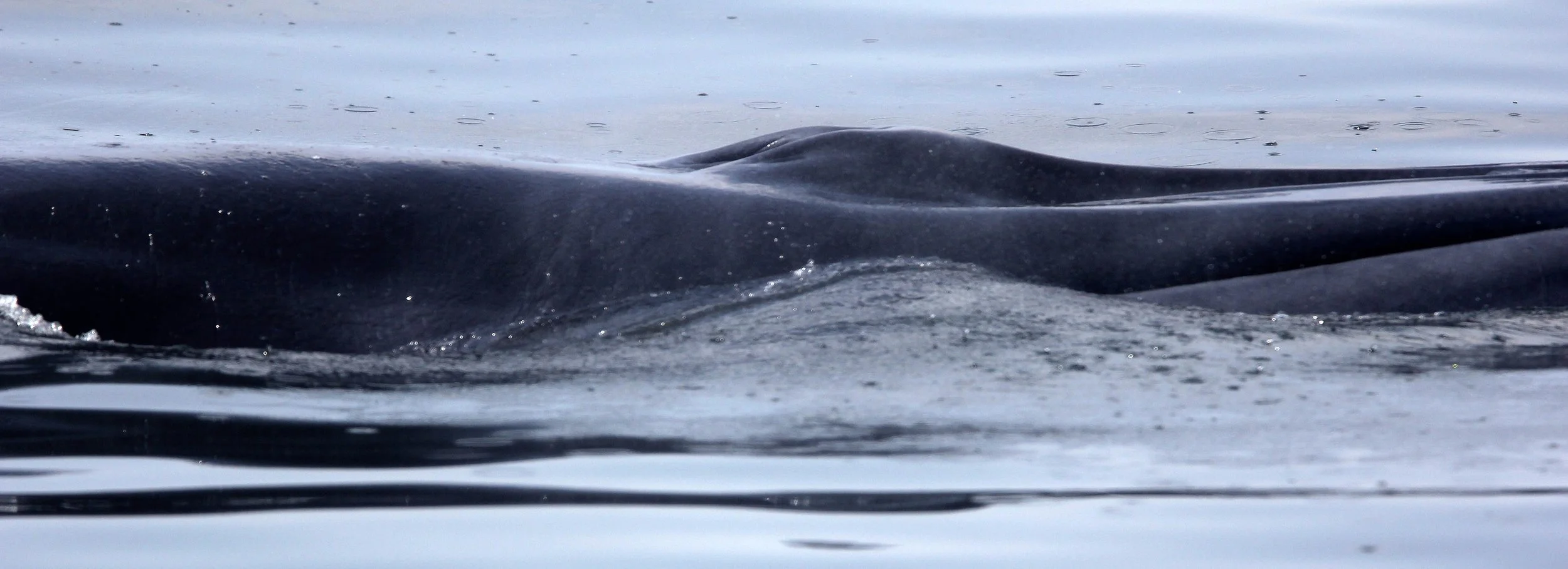 WHALE - BRYDE'S WHALE - Baleanoptera edeni - VARIOUS LOCATIONS IN THE NORTHERN GULF OF SIAM (74).JPG