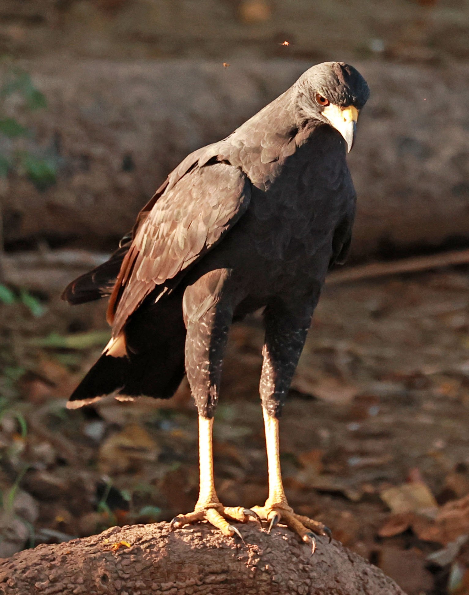 Hawk - Great Black Hawk - Buteogallus urubitinga - Pantanal, Encontro das Águas State Park, Porto Jofre, Cuiaba River, Brazil (20).jpg
