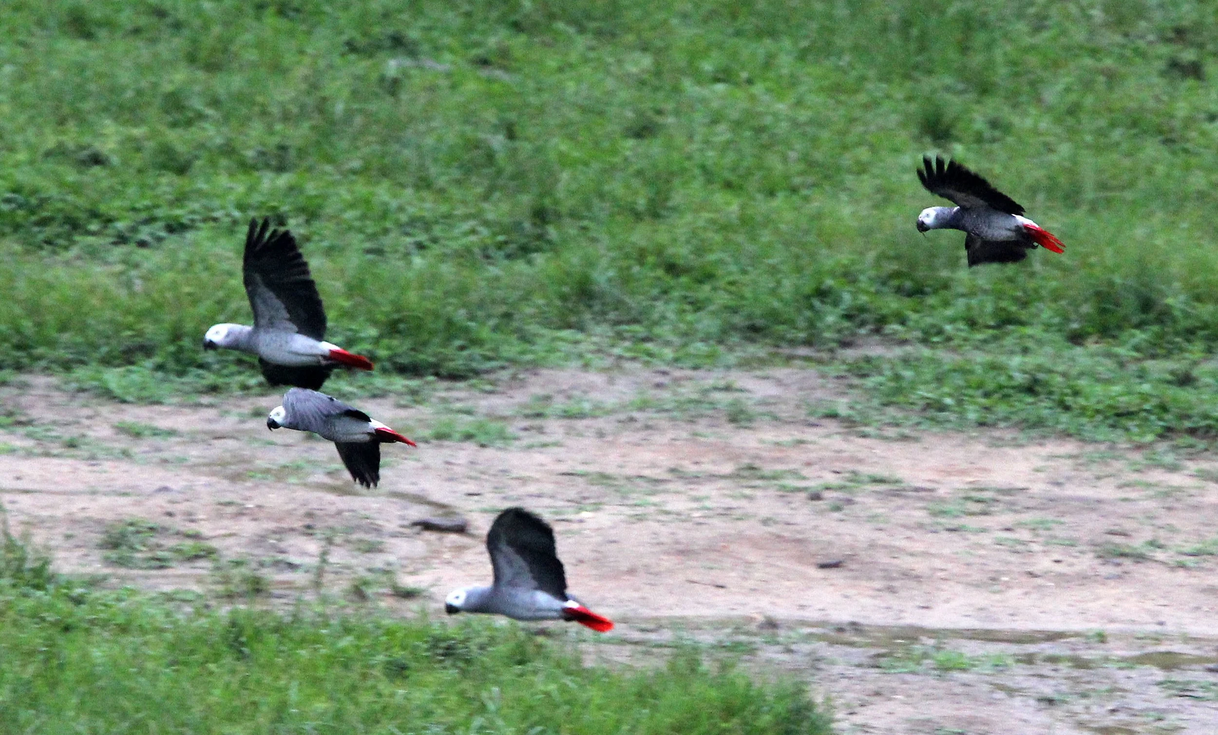 BIRD - PARROT - AFRICAN GREY PARROT - DZANGA BAI - DZANGA NDOKI NP CENTRAL AFRICAN REPUBLIC (5).JPG