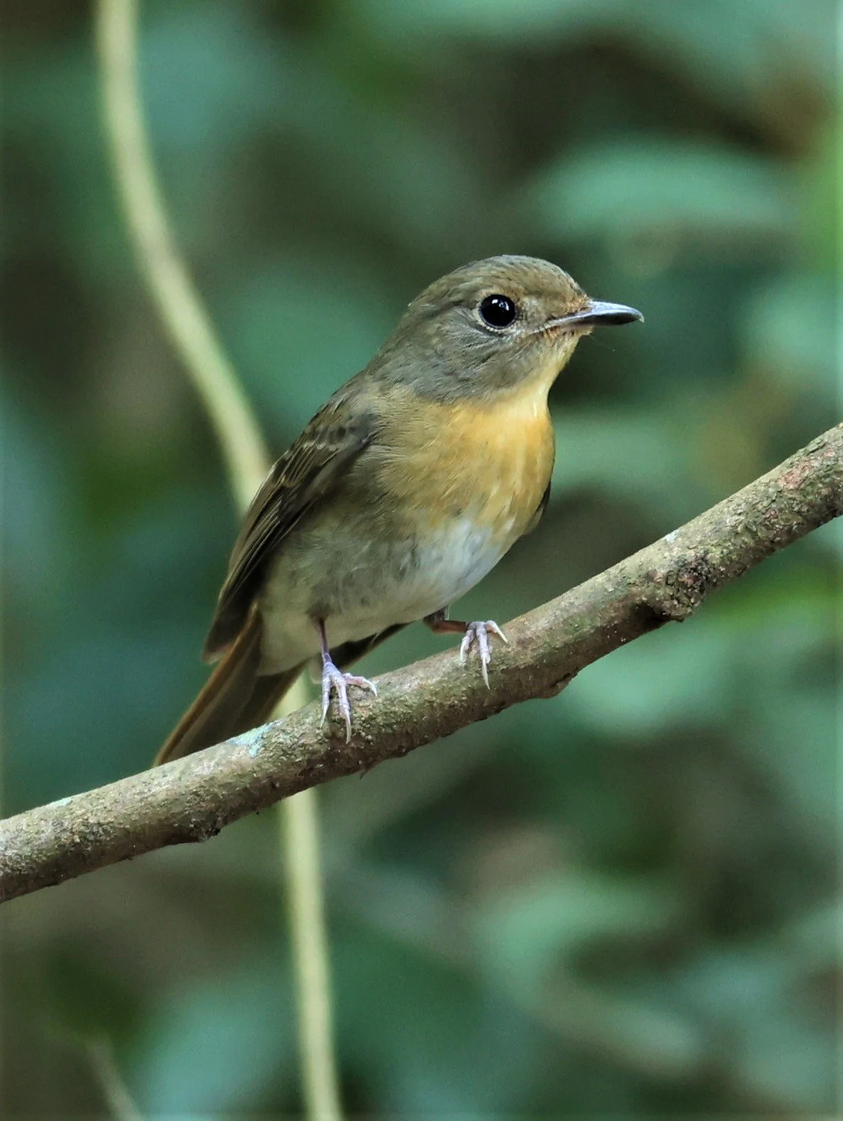 FLYCATCHER - INDOCHINESE BLUE-FLYCATCHER - Cyornis sumatrensis - PETCHABURI PROVINCE - NUY HIDE NEAR KAENG KRACHAN JAN 2022 (4).jpg