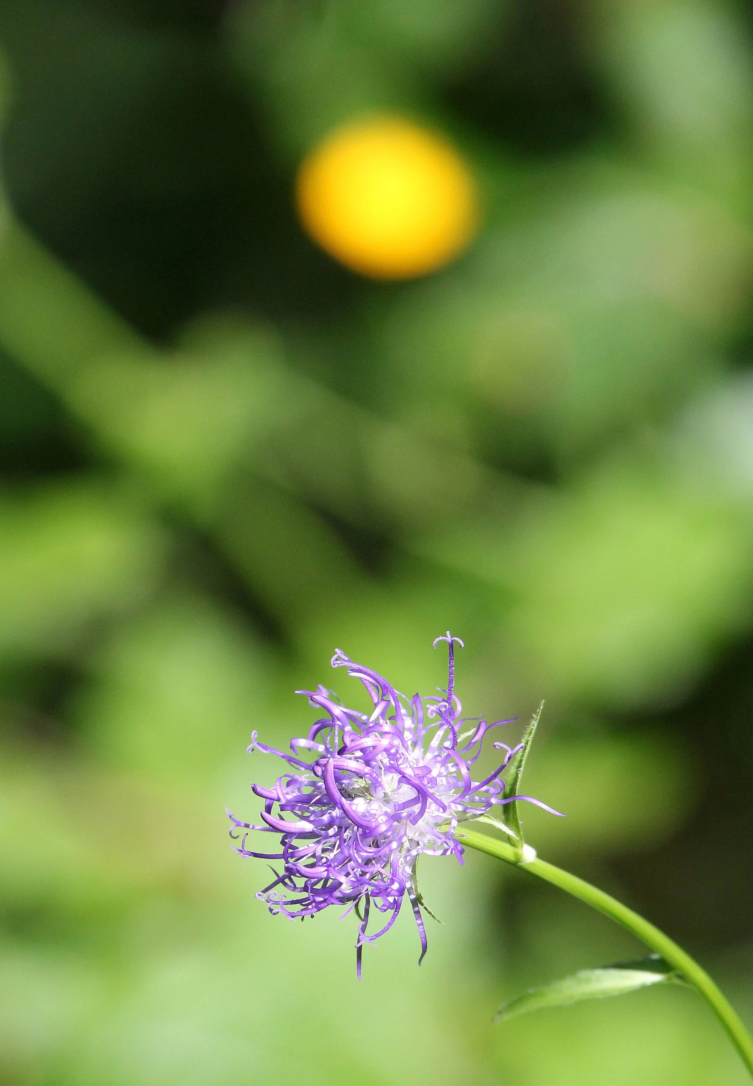 VERCORS NATIONAL PARK FRANCE (38).JPG