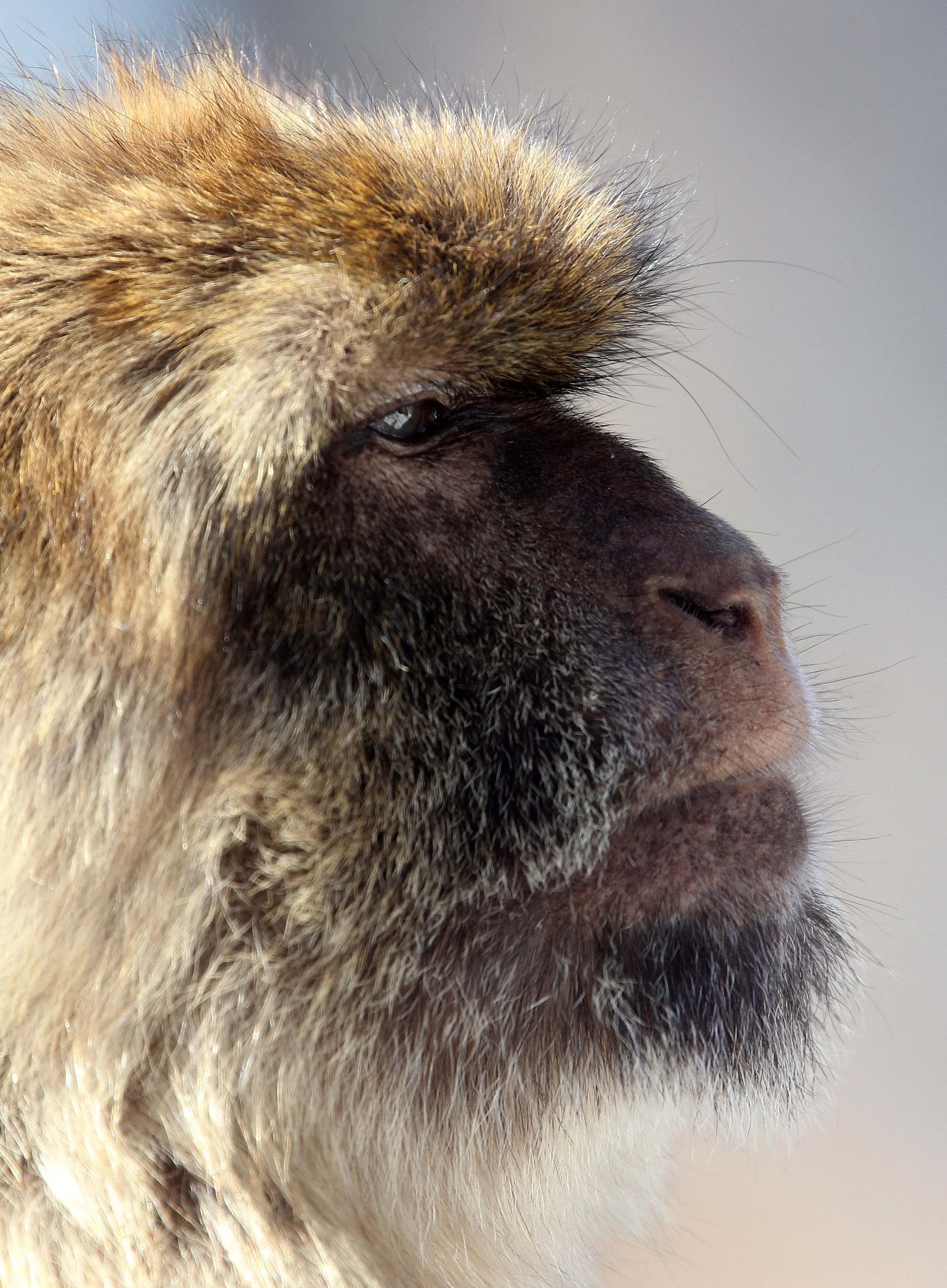 Macaca sylvanus - Barbary Macaque