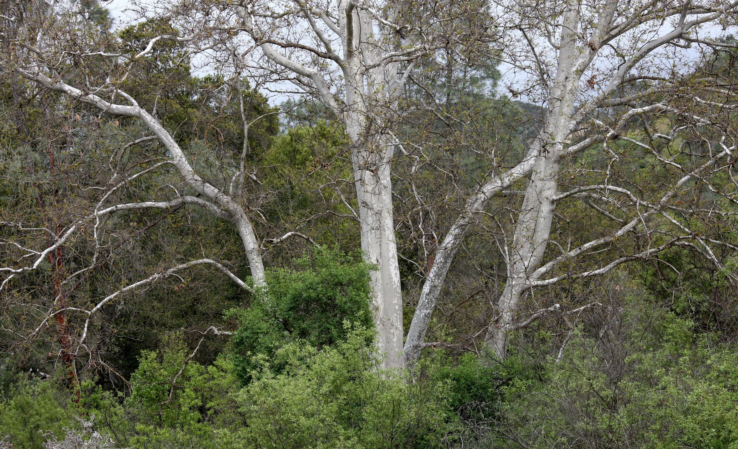 PLATANACEAE - PLATANUS RACEMOSA - PINNACLES NATIONAL MONUMENT CALIFORNIA.JPG