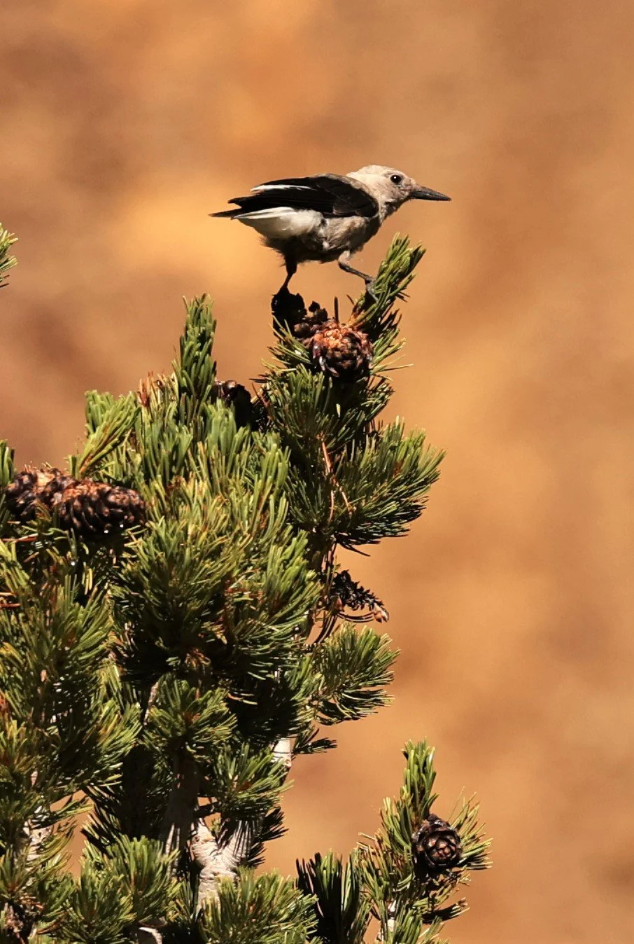 Nucifraga columbiana - CLARK'S NUTCRACKER - SADDLEBAG LAKE, OUTSIDE OF YOSEMITE EAST ENTRANCE CALIFORNIA (2).jpg