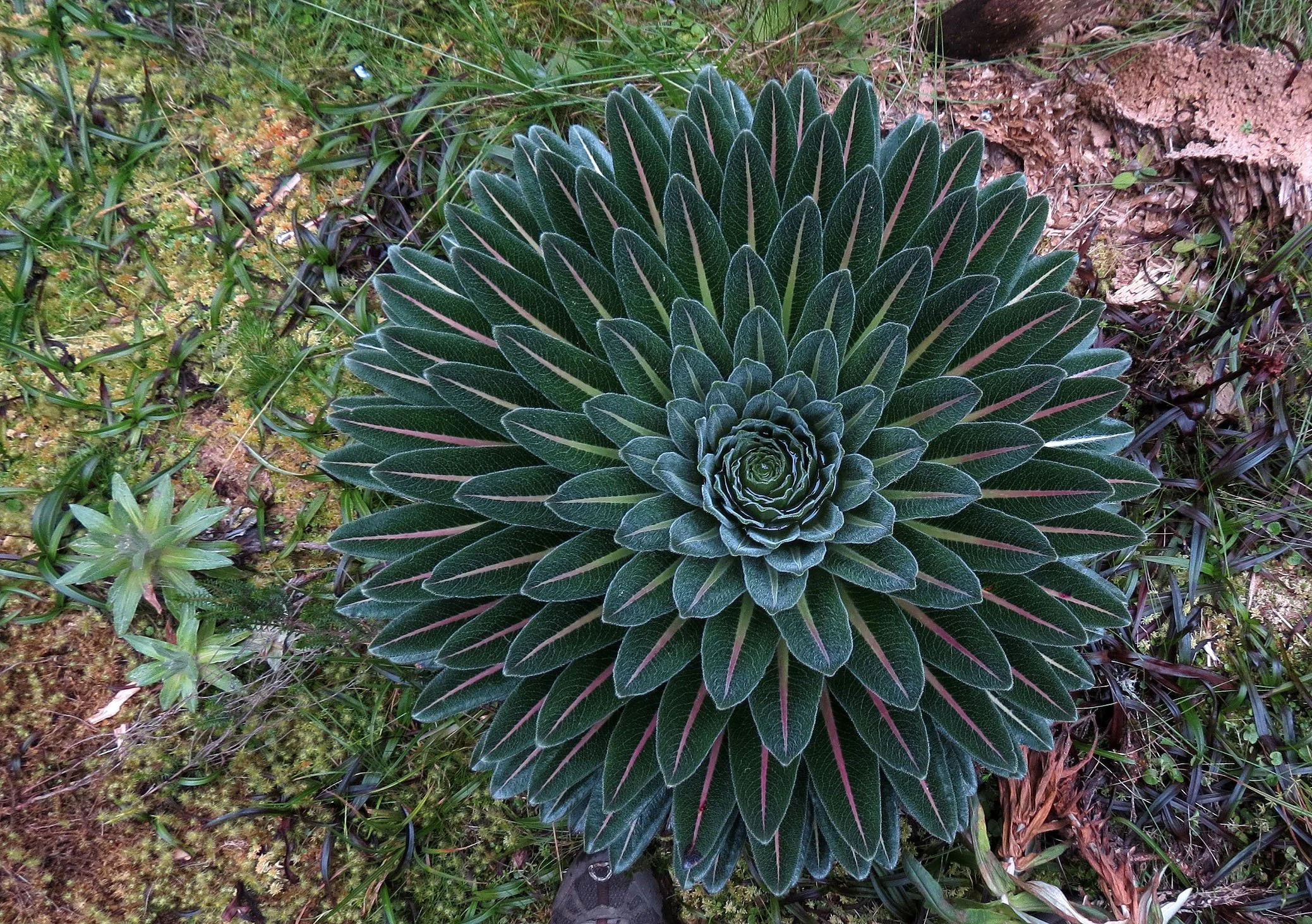 RWENZORI NATIONAL PARK UGANDA (175).JPG