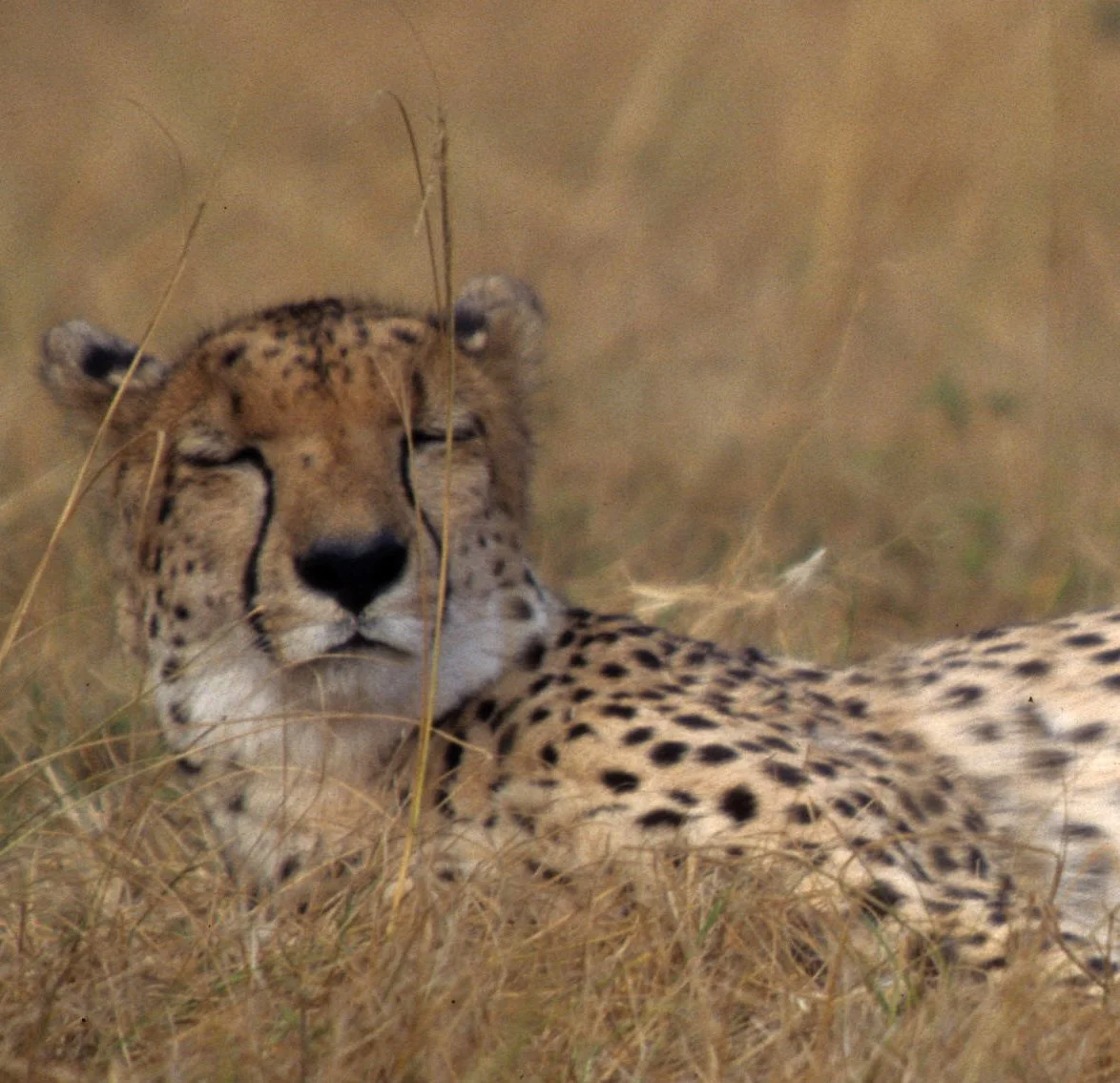 FELID - CHEETAH - KRUGER (27).jpg