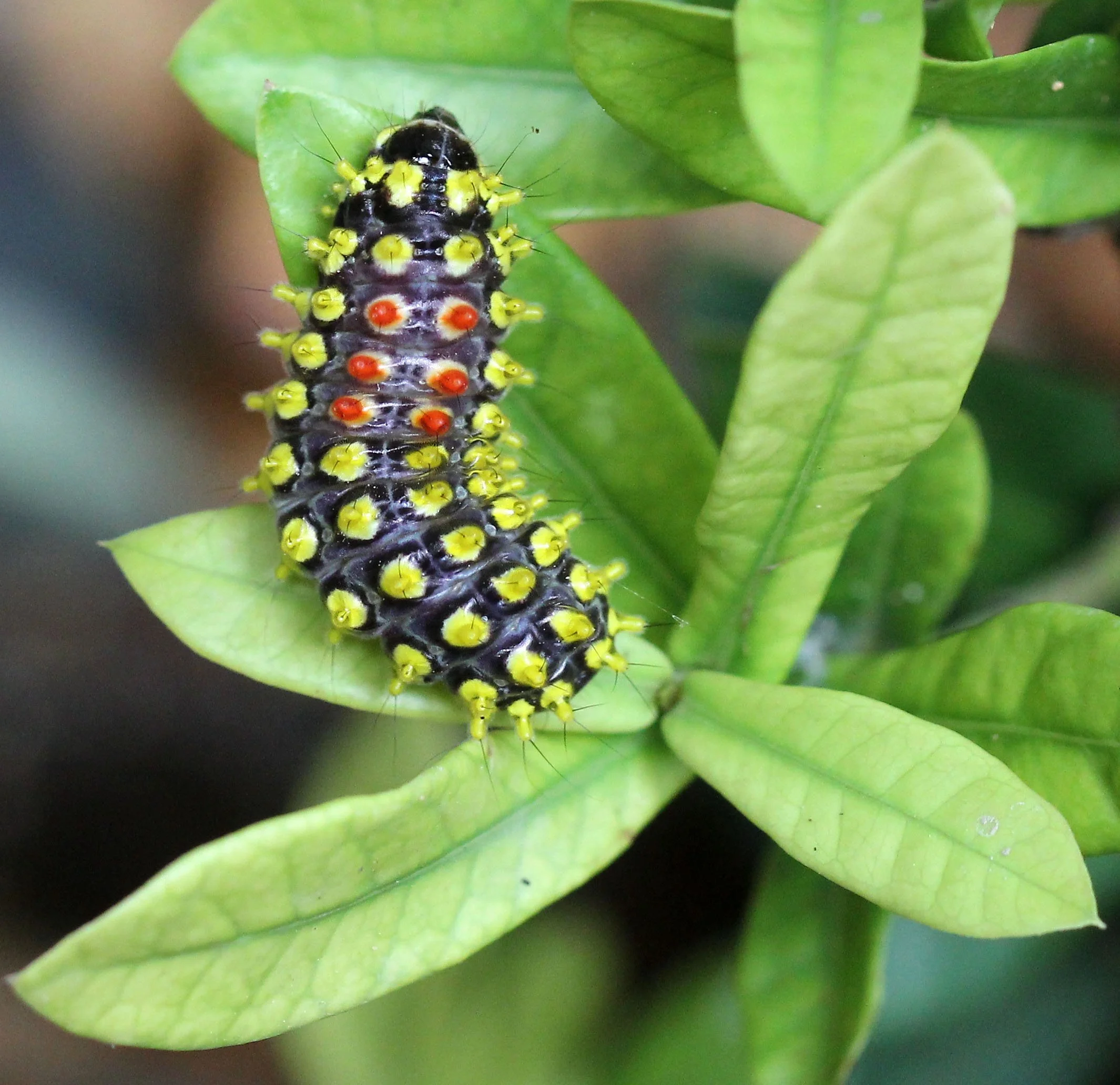 KOH LANTA JULY 2016KOH LANTA JULY 2016_9229.JPG