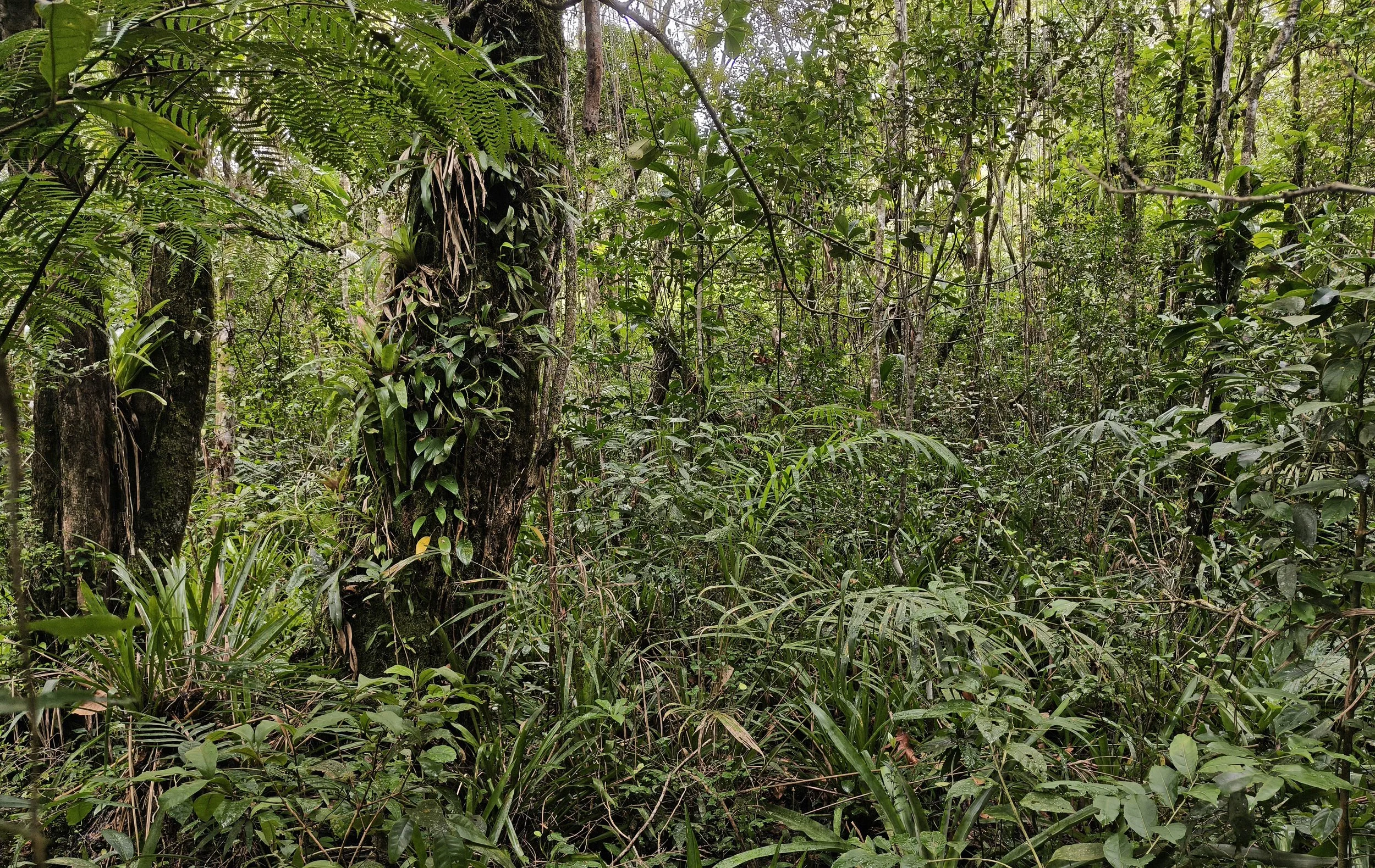 Superagüi National Park