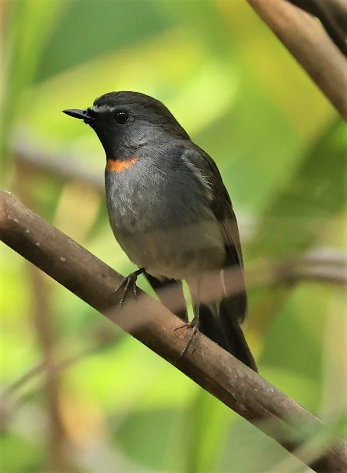 FLYCATCHER - RUFOUS-GORGETED FLYCATCHER - Ficedula strophiata - DOI SAN JU (DOI LANG WEST) FEB 2022 (34).jpg