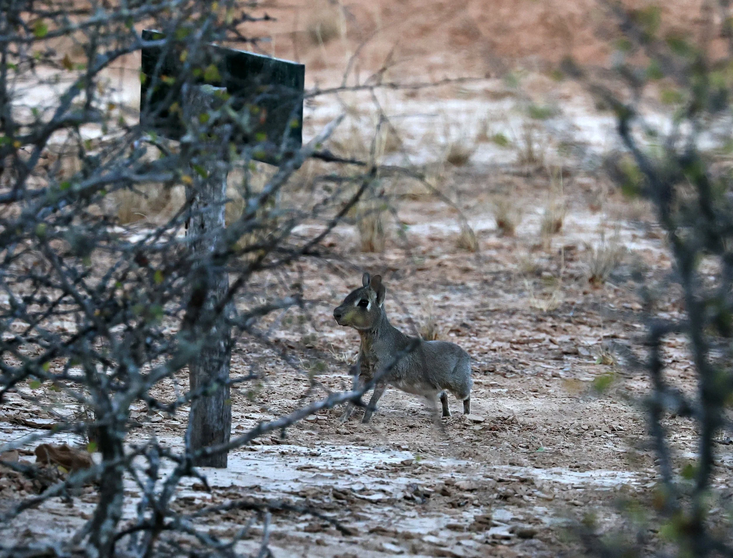 Chacoan Mara (Dolichotis salinicola) Parque Nacional Teniente Agripino Enciso (3).jpg