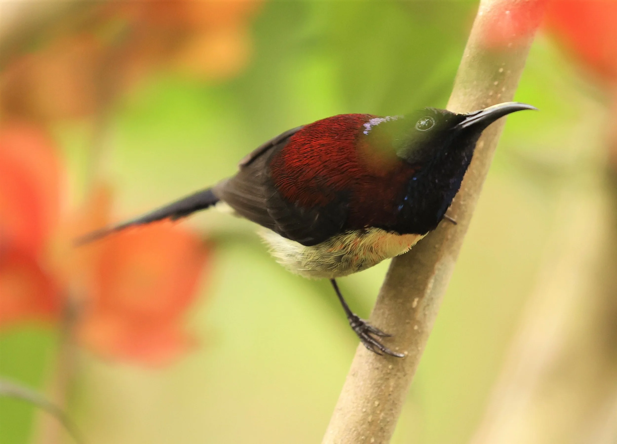 SUNBIRD - BLACK-THROATED SUNBIRD - Aethopyga saturata - DOI INTHANON NP CHIANG MAI, DEC 2021 (18).jpg