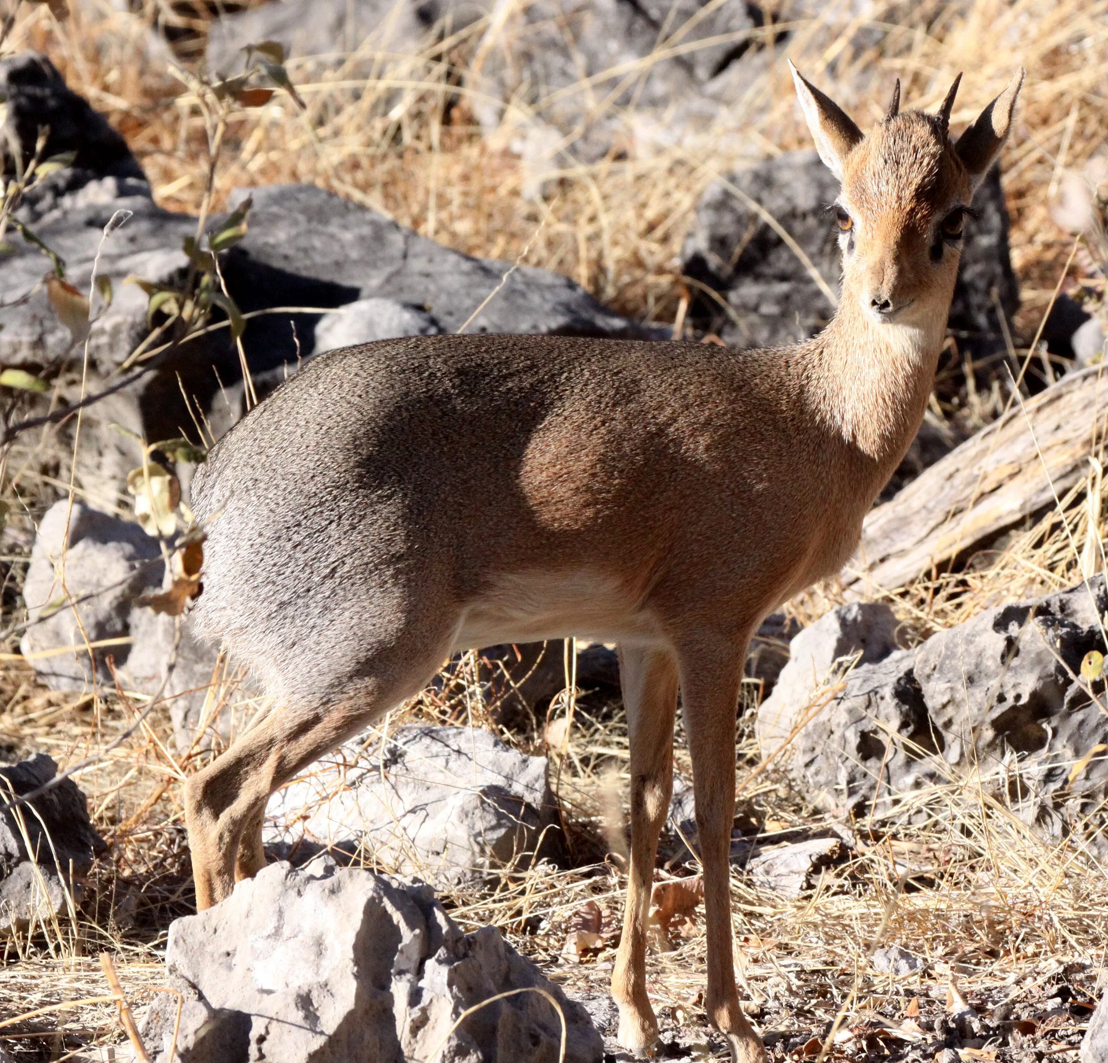 DIK-DIK - DAMARA DIK-DIK - Madoqua damarensis - ETOSHA NATIONAL PARK NAMIBIA (14).JPG