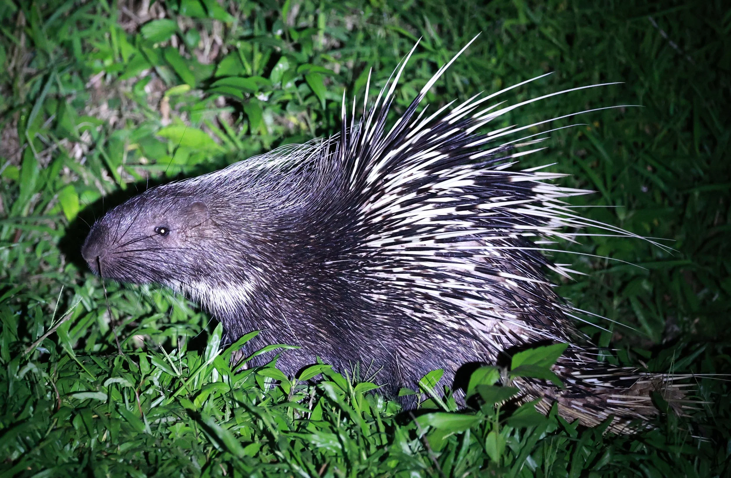 Malayan porcupines (Hystrix brachyura) cannot shoot their quills like arrows, a common myth debunked.  Don't be stupid.
