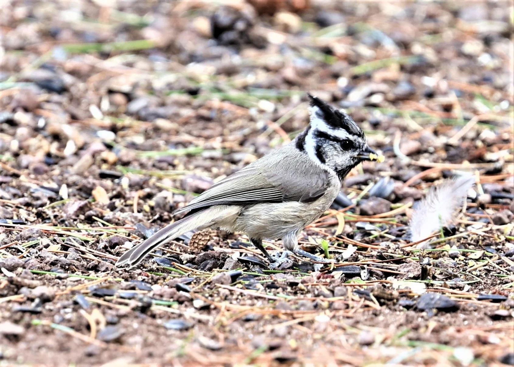 Bridled Titmouse (Baeolophus wollweberi) Cave Creek Arizona (1).jpg