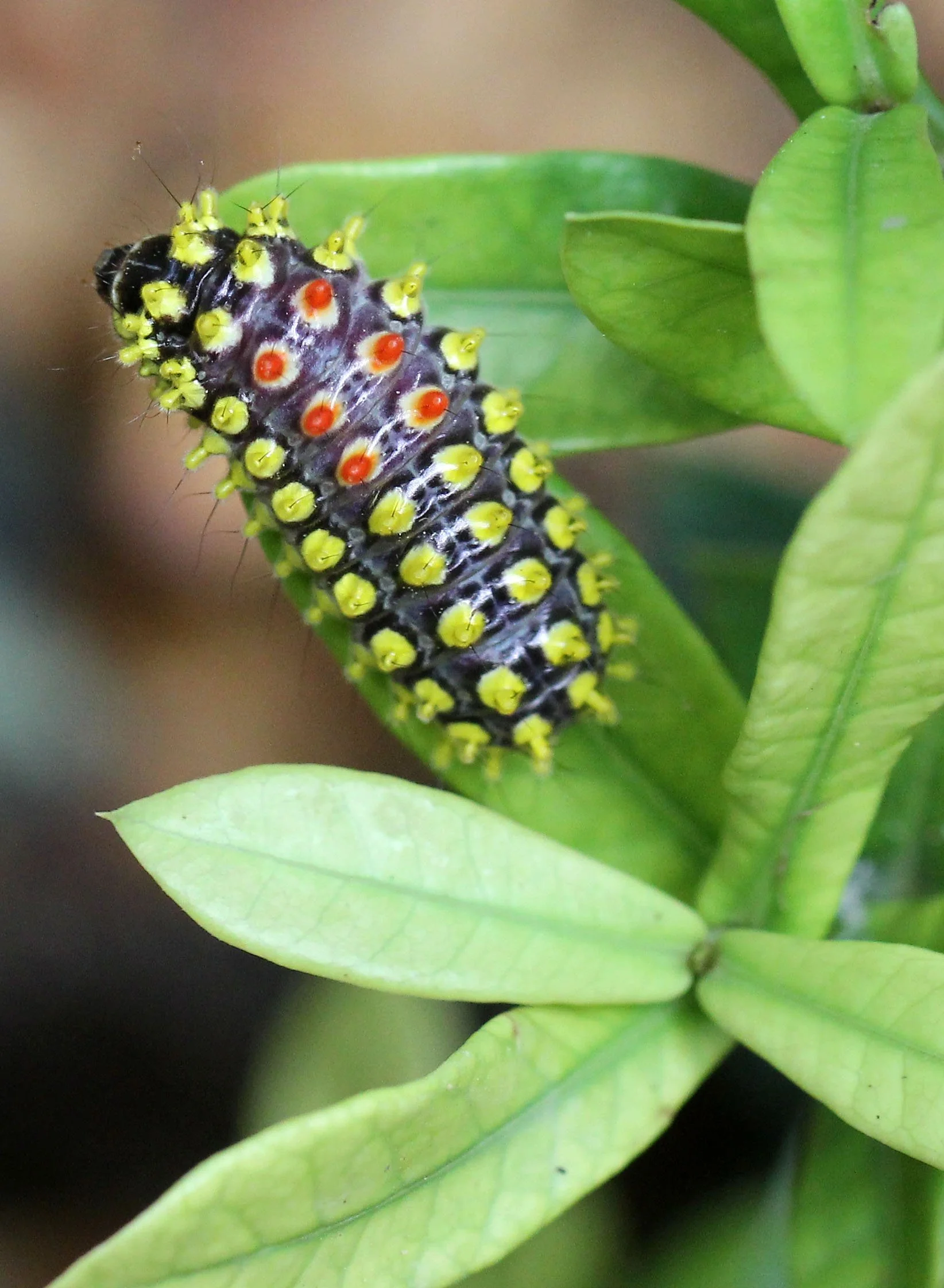 2016 Koh Lanta Landscapes, House Pictures and Family Fun (285).JPG