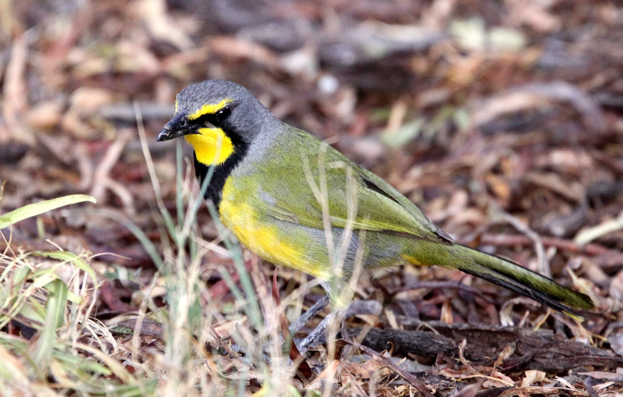 Bokmakierie (Telophorus zeylonus) Karoo NP South Africa (1).JPG