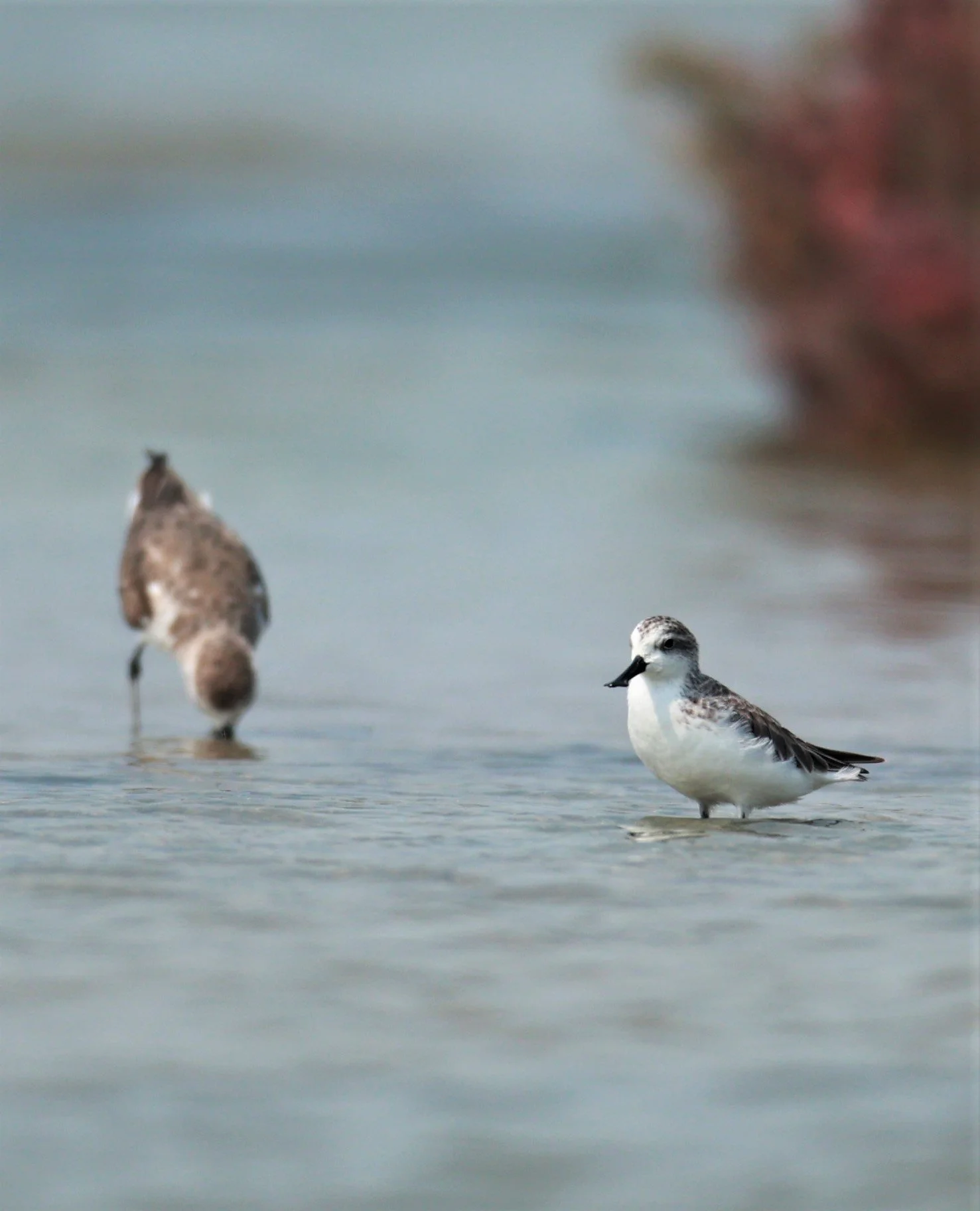 SANDPIPER - SPOON-BILLED SANDPIPER - Calidris pygmeus - Khok Kham Salt Ponds, Samut Sakhon (8).jpg