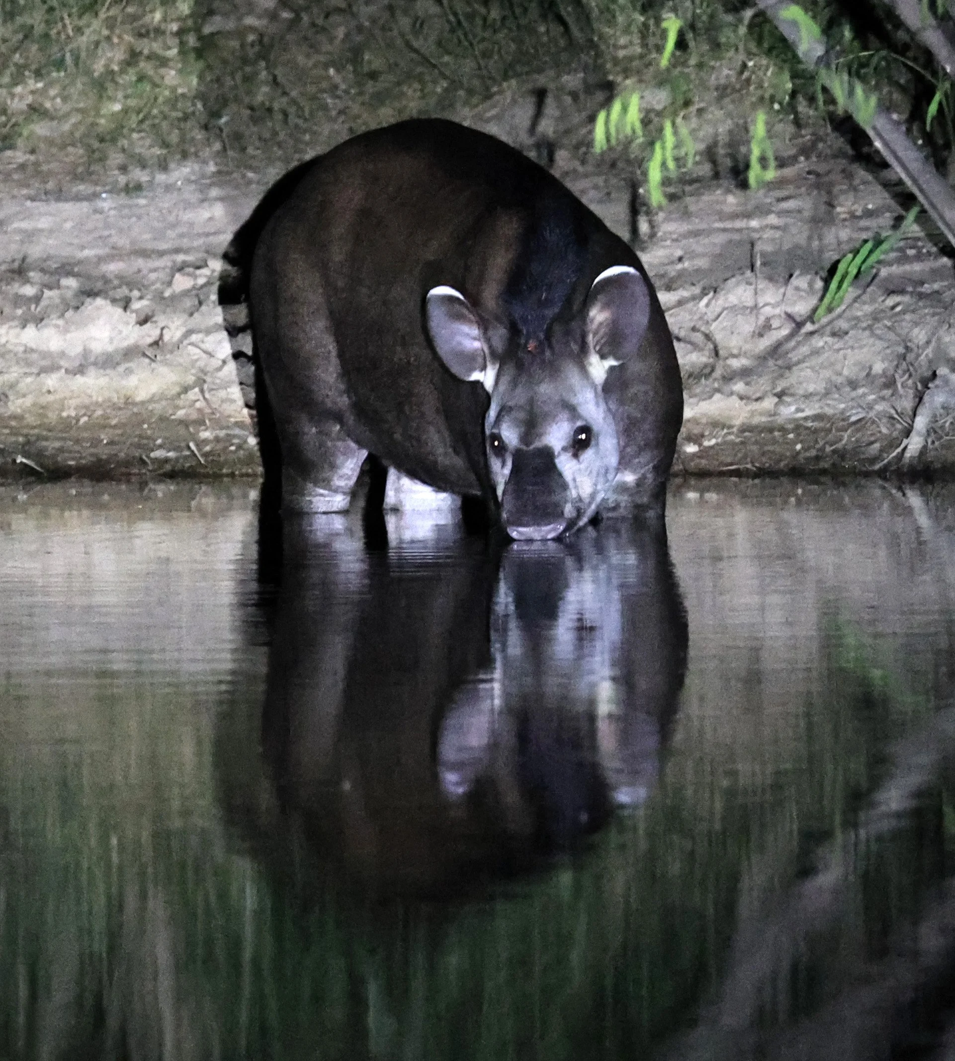South American Tapir (Tapirus terrestris) Hotel Campestre Iparoma Paraguay  (36).jpg