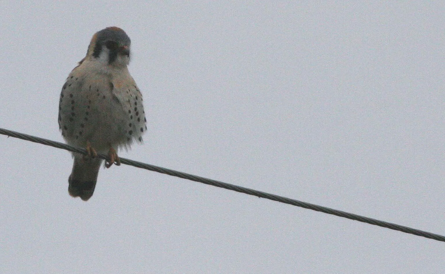 BIRD - AMERICAN KESTREL - SEQUIM WA (2).JPG