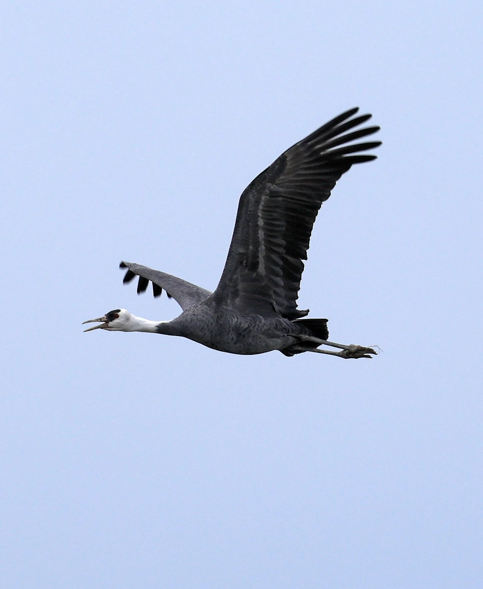 Hooded Crane (Grus monacha) Izumi Crane Park & Center, Izumi Kagoshima Kyushu Japan (160).jpg