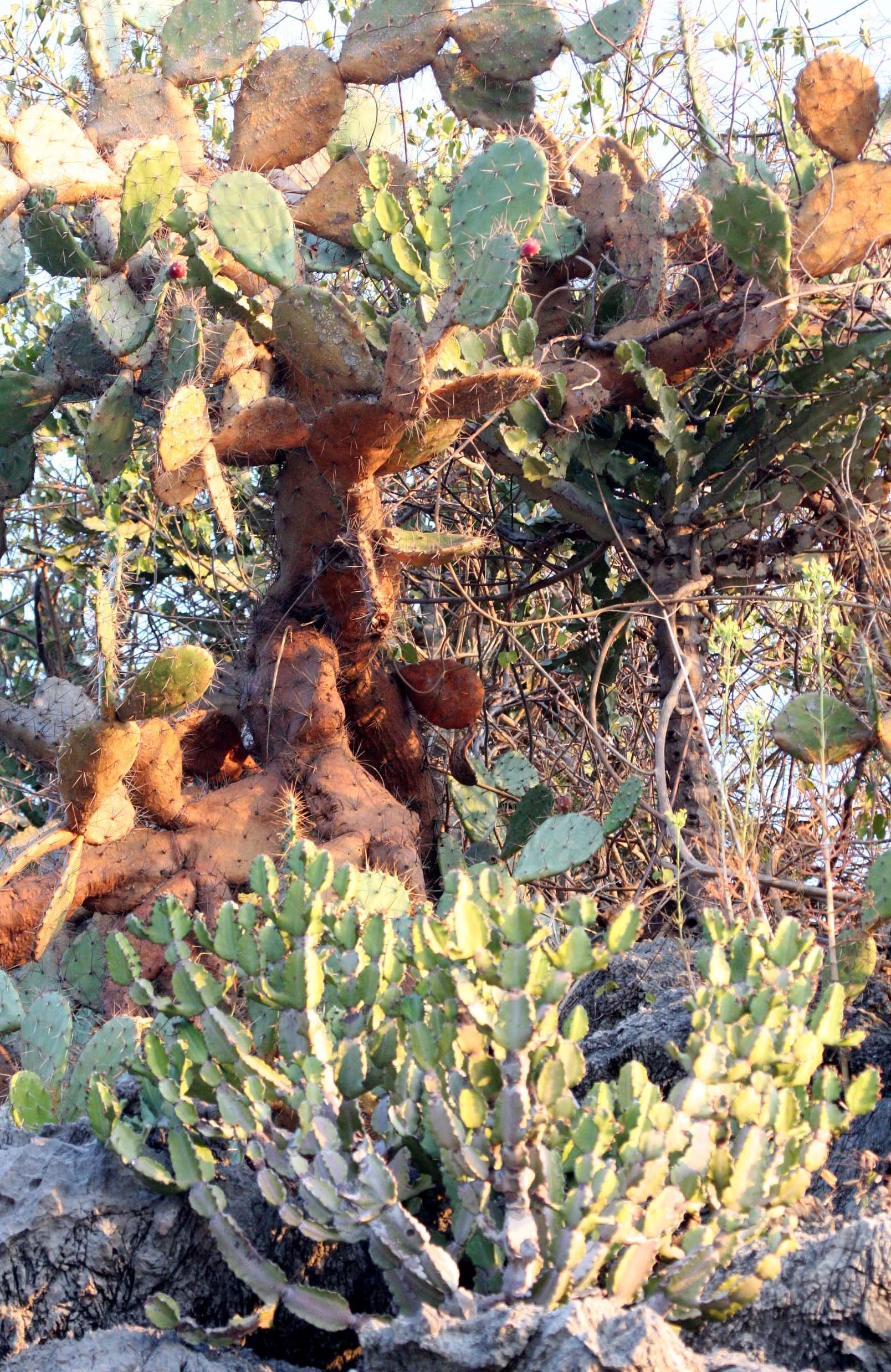 KHAO SAM ROI YOT THAILAND - OPUNTIA VULGARIS  (3).JPG