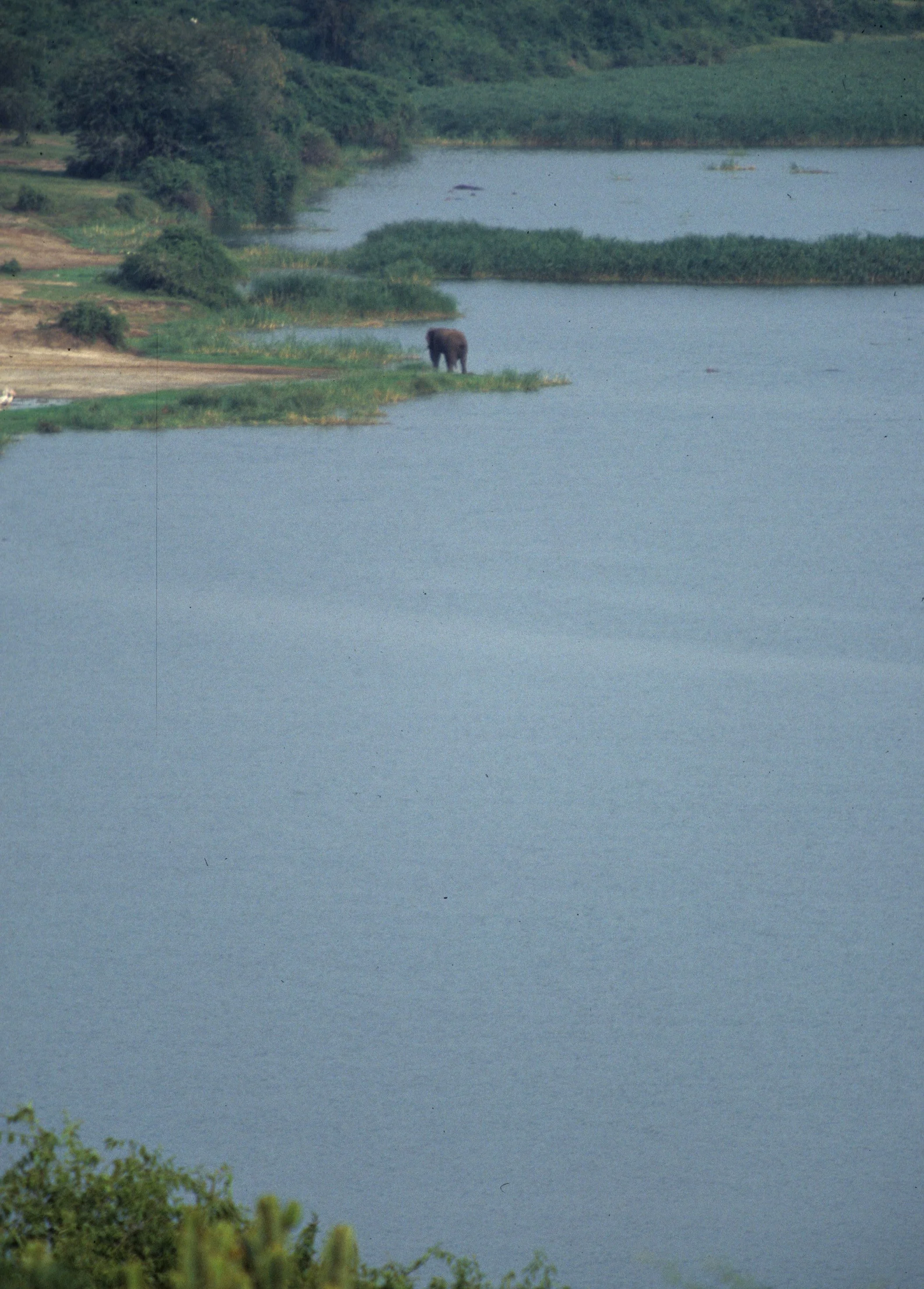 ELEPHANT - UGANDA 5.jpg