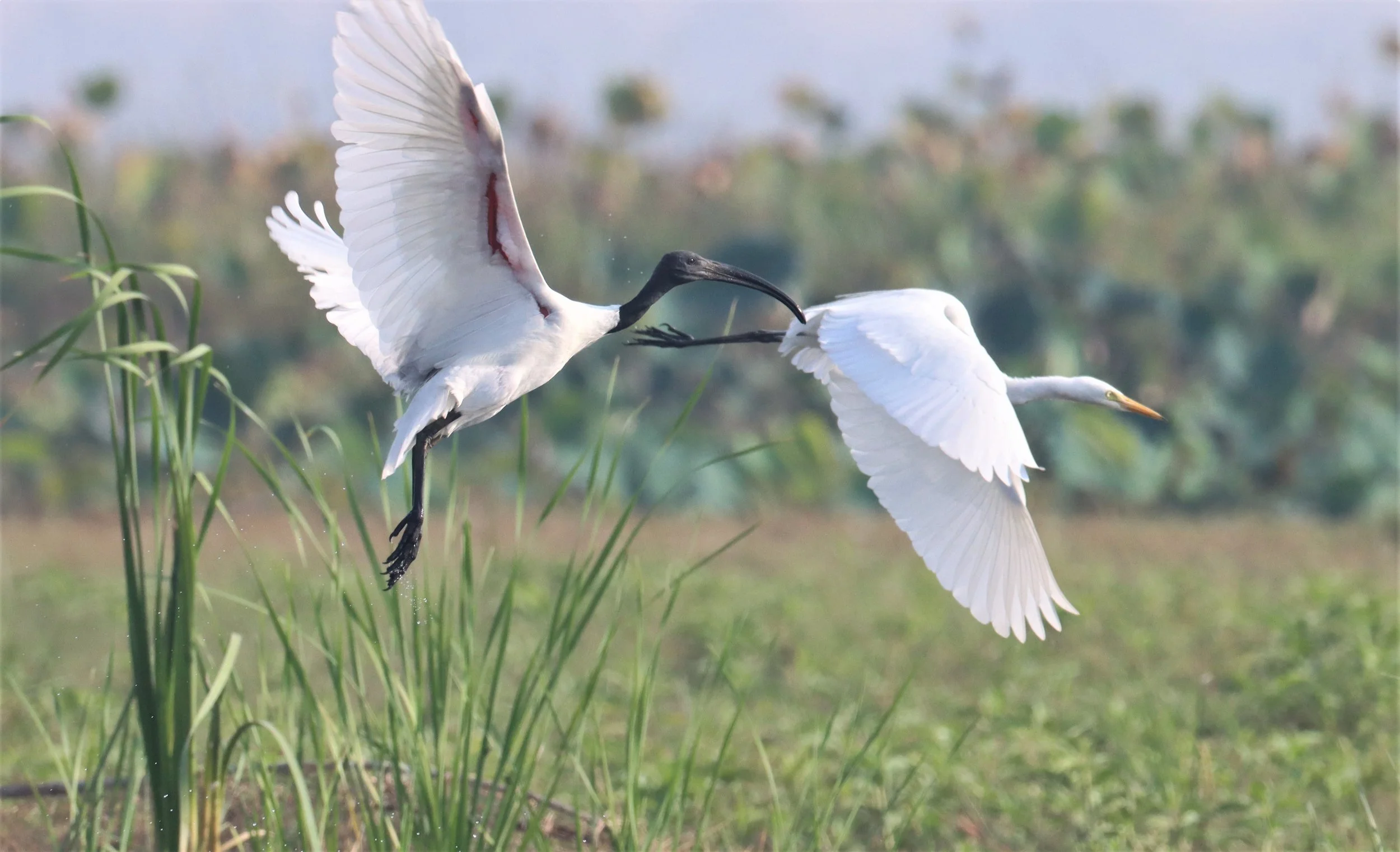 IBIS - BLACK-HEADED IBIS - Threskiornis melanocephalus - BUENG BORAPHET (4).JPG