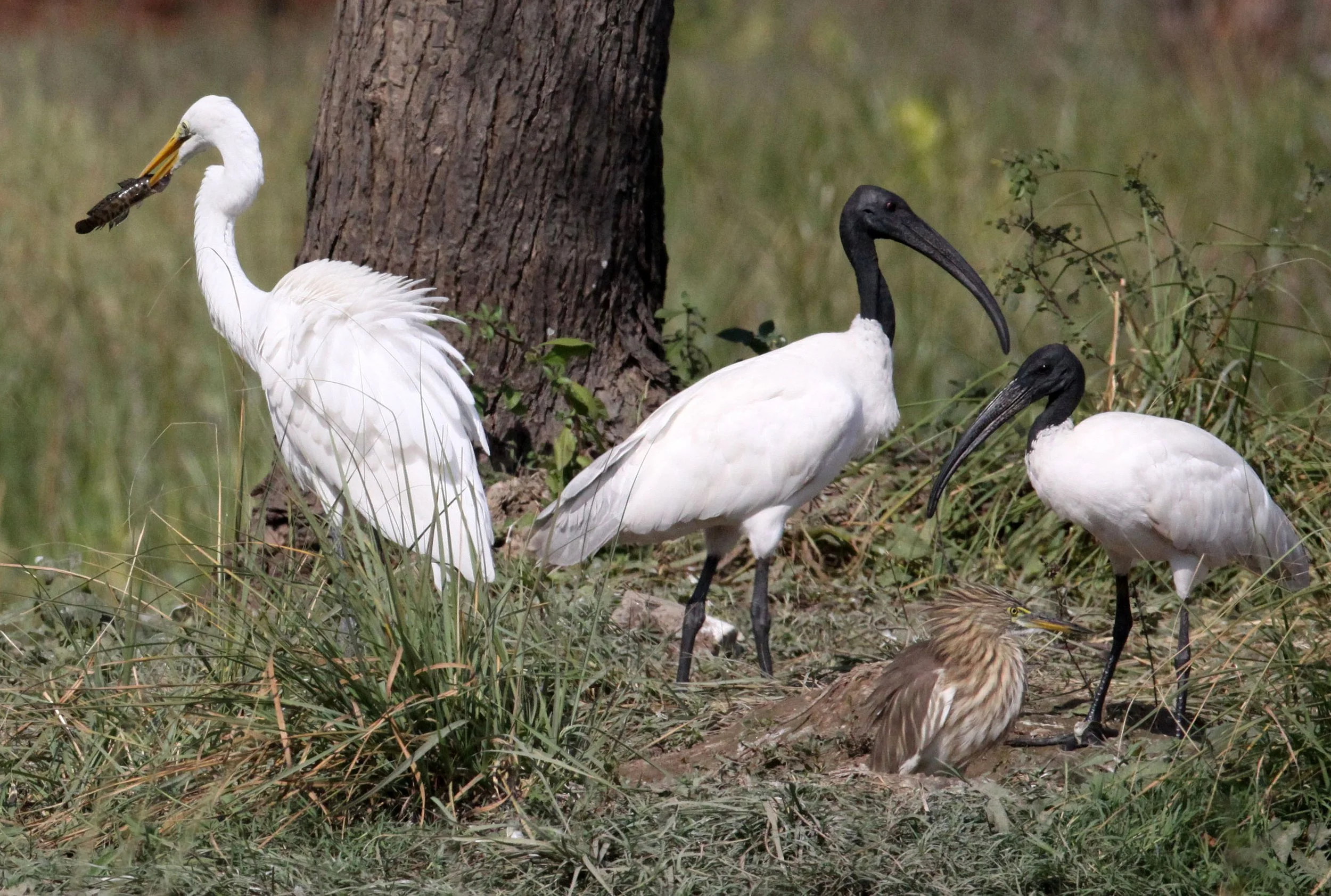 IBIS - BLACK-HEADED IBIS - Threskiornis melanocephalus - with EGRET GRAY HERON, PAINTED STORK - NEAR AHMEDABAD GUJARAT INDIA (3).JPG