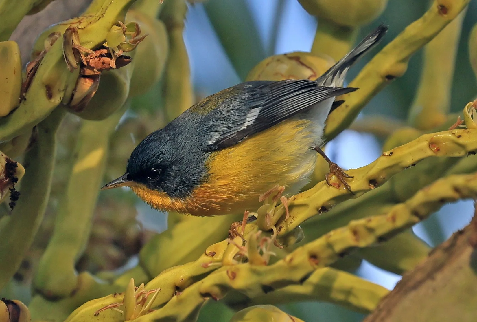 Tropical Parula (Setophaga pitiayumi) Superagui National Park, Brazil (3).jpg