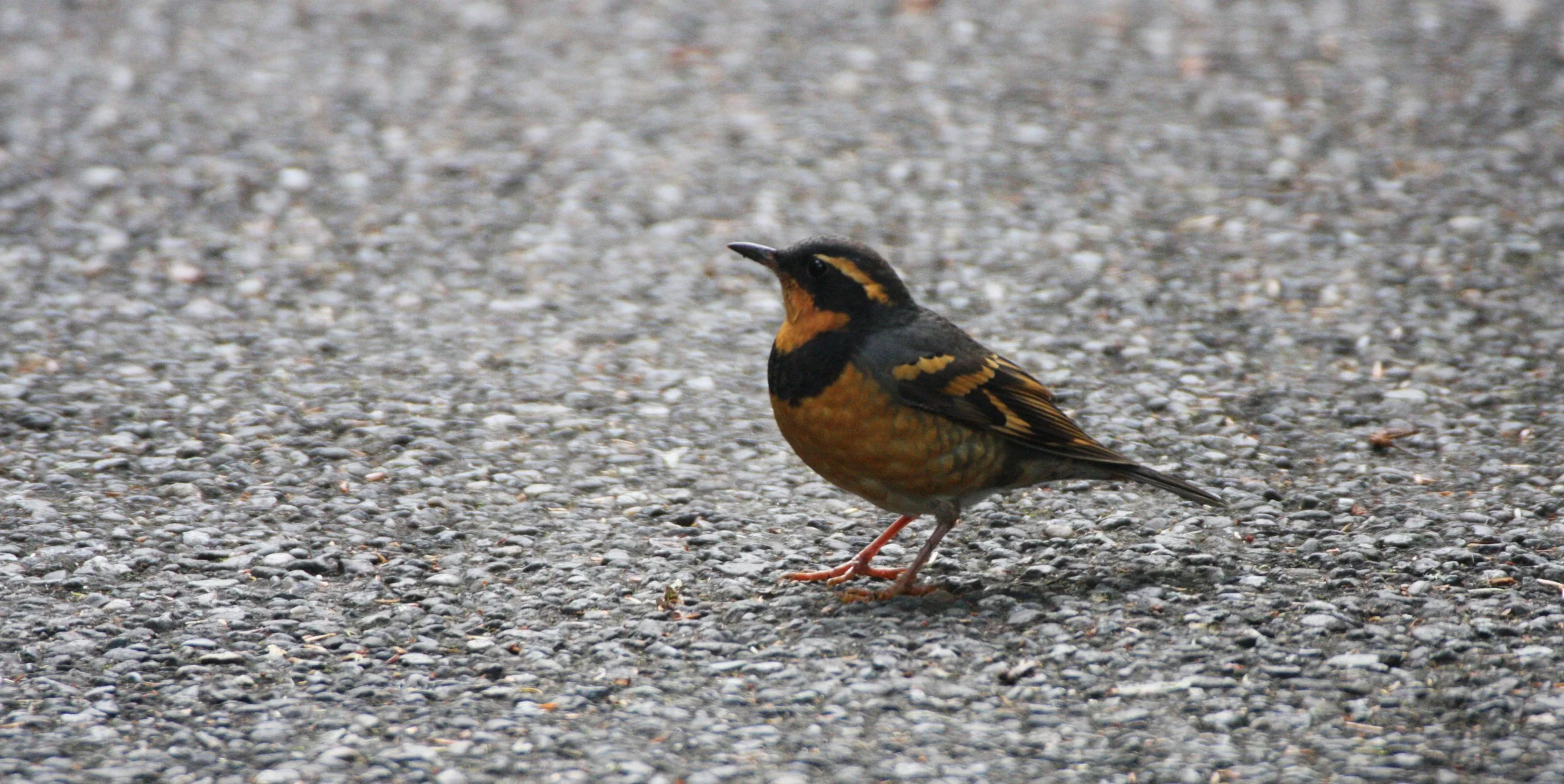 Varied Thrush (Ixoreus naevius) Pillar Point Strait of Juan de Fuca Washington (11).JPG