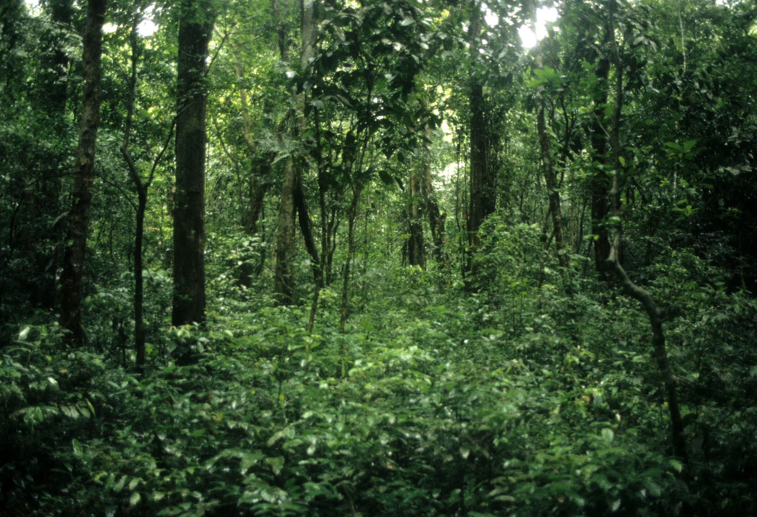 CUC PHUONG NATIONAL PARK - 1994 (12).jpg