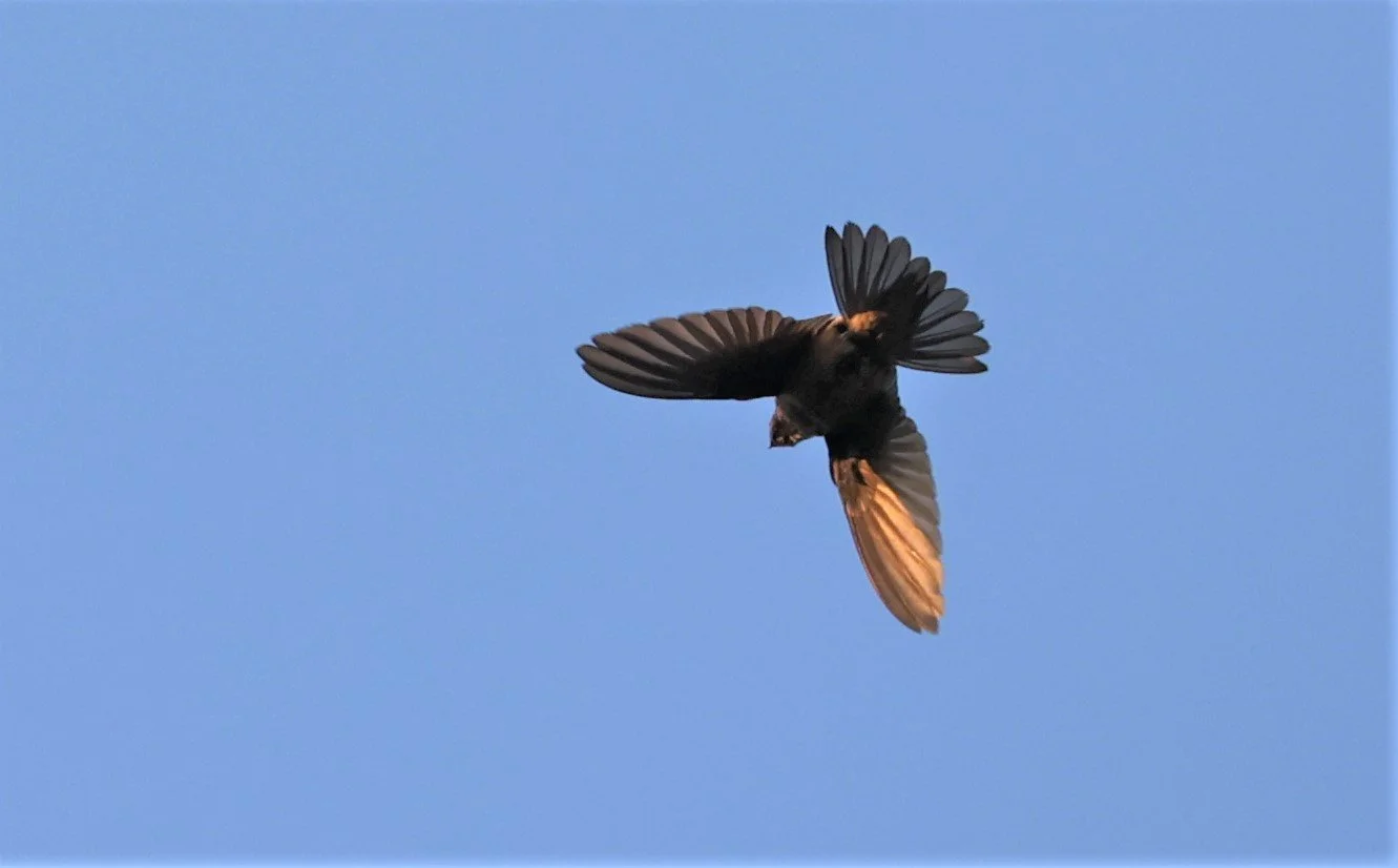 Himalayan Swiftlet (Aerodramus brevirostris) Doi Ang Khang Chiang Mai (5).jpg
