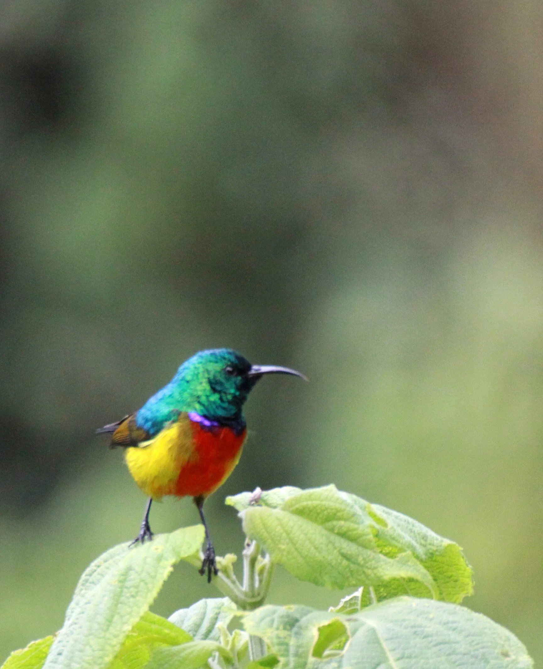Regal Sunbird (Cinnyris regius) - RWENZORI NATIONAL PARK UGANDA (11).JPG