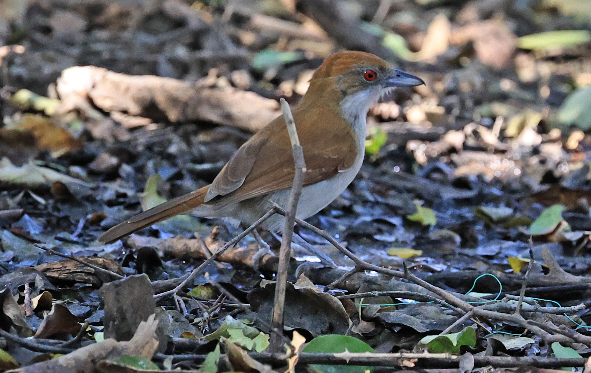Great Antshrike (Taraba major) female-Agua Dulce Paraguay (4).jpg