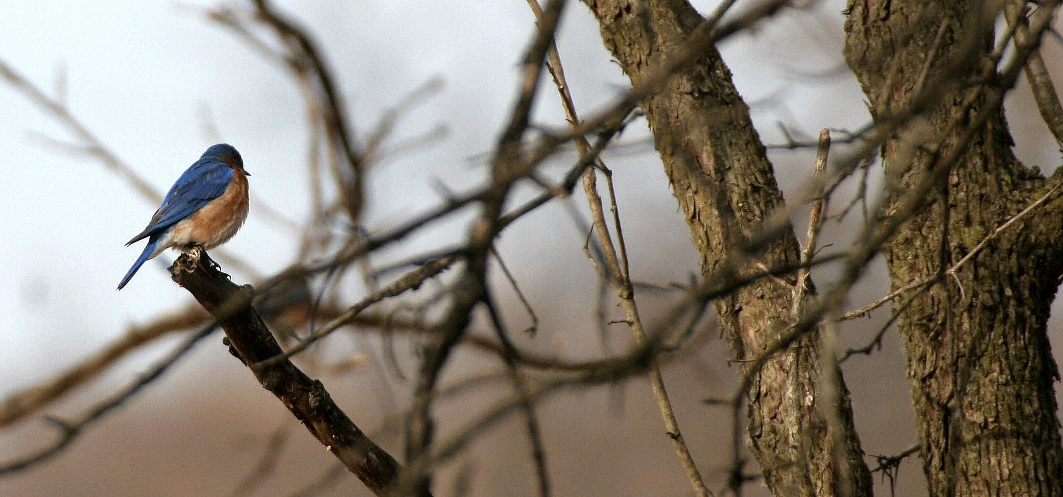 Eastern Bluebird (Sialia sialis) Lincoln Marsh Wheaton Illinois (3).JPG